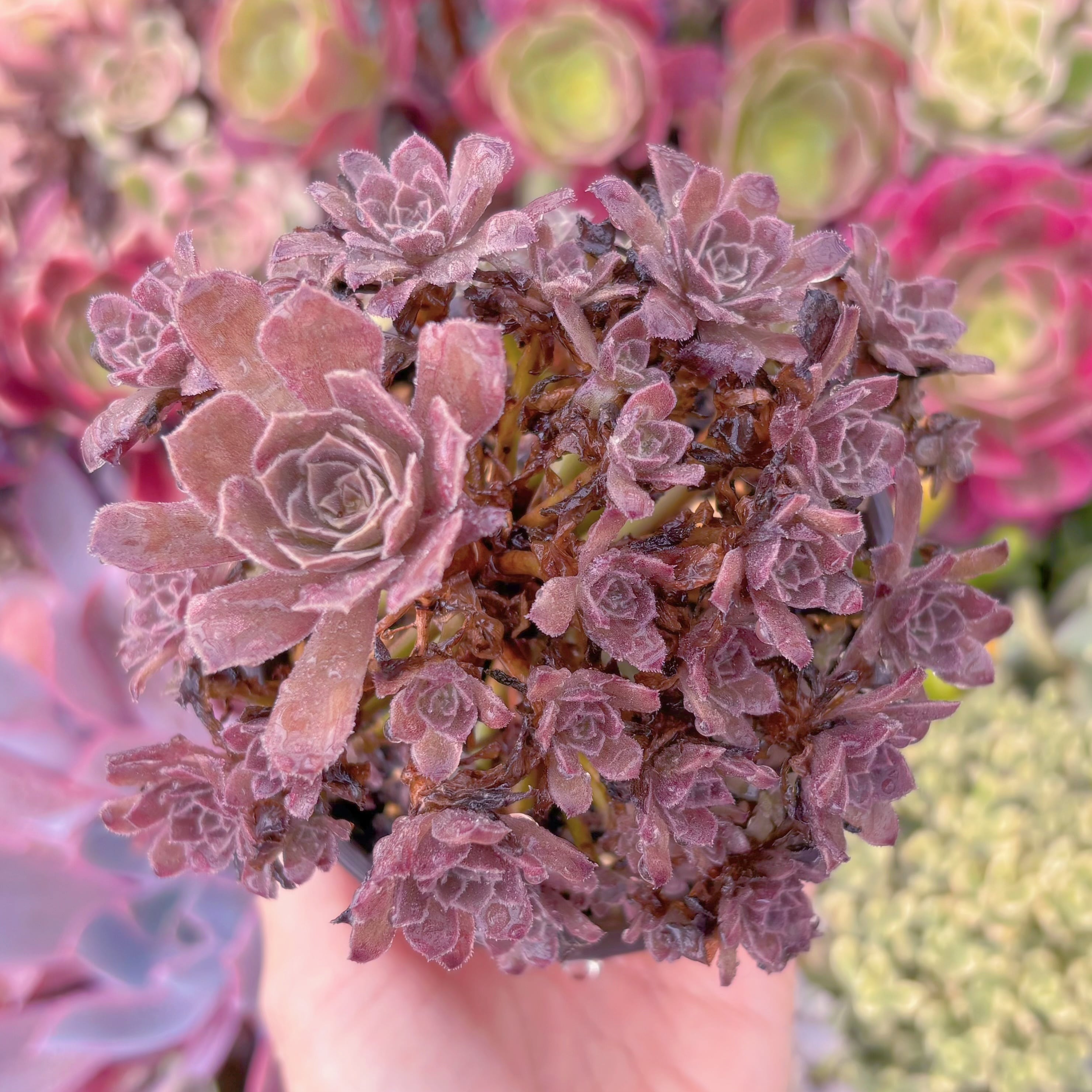 現品　plum purdy#569　群生　るる農園