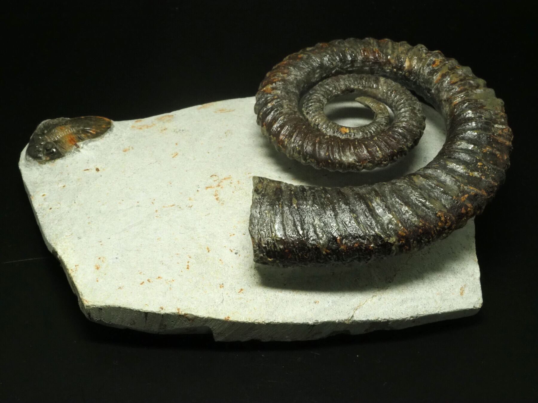 三葉虫付き！アンモナイトの化石【 Anetoceras sp. 】【992g