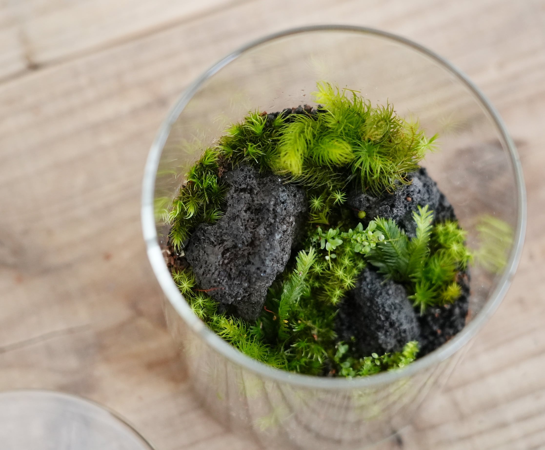 景色を楽しむ苔テラリウム】苔景シリンダー Lsize ◇プレゼントに人気