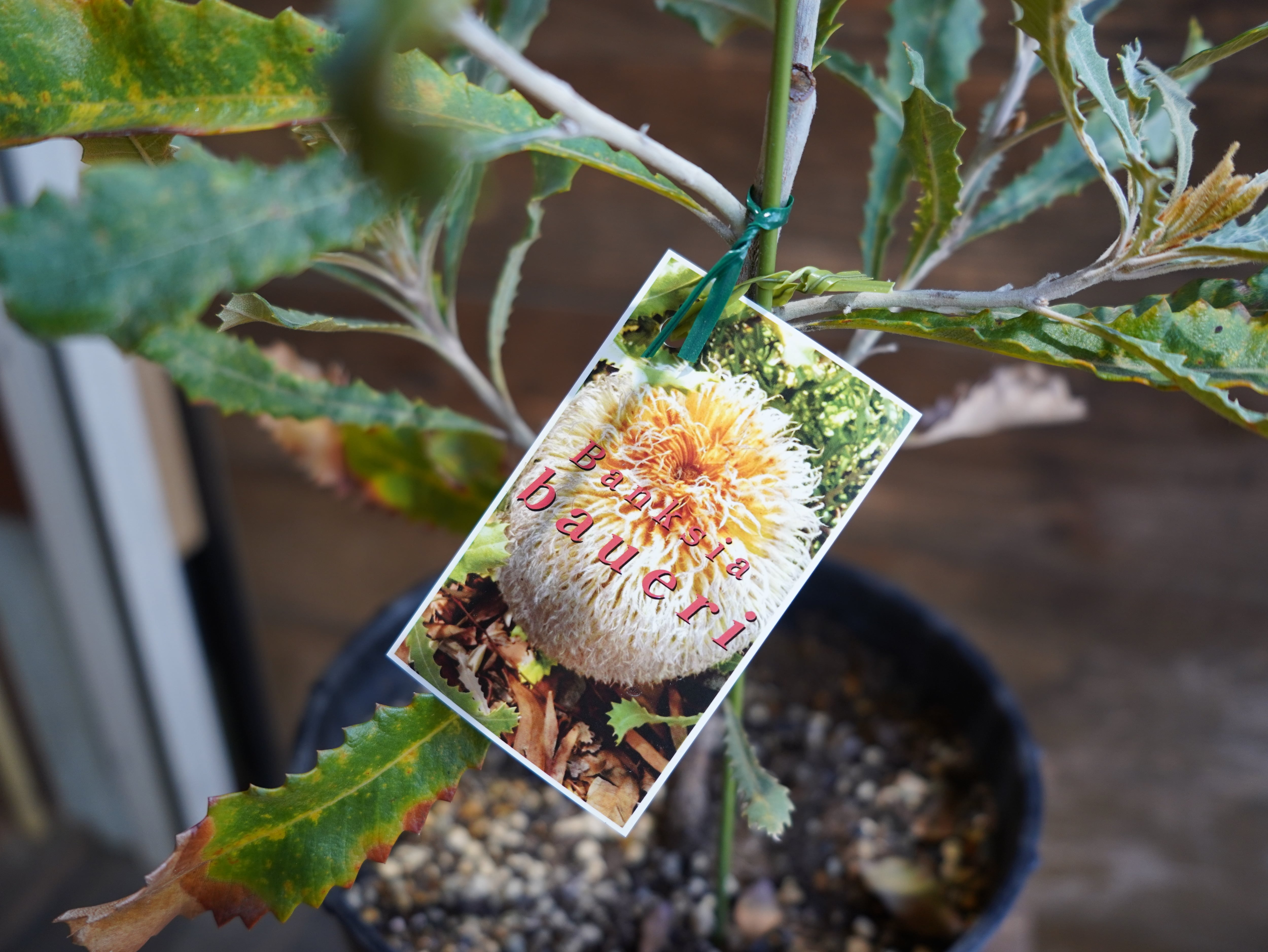 【現物】バンクシア　”バウエリ”　A