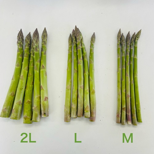 朝採れアスパラ　2kg（2Lサイズ）