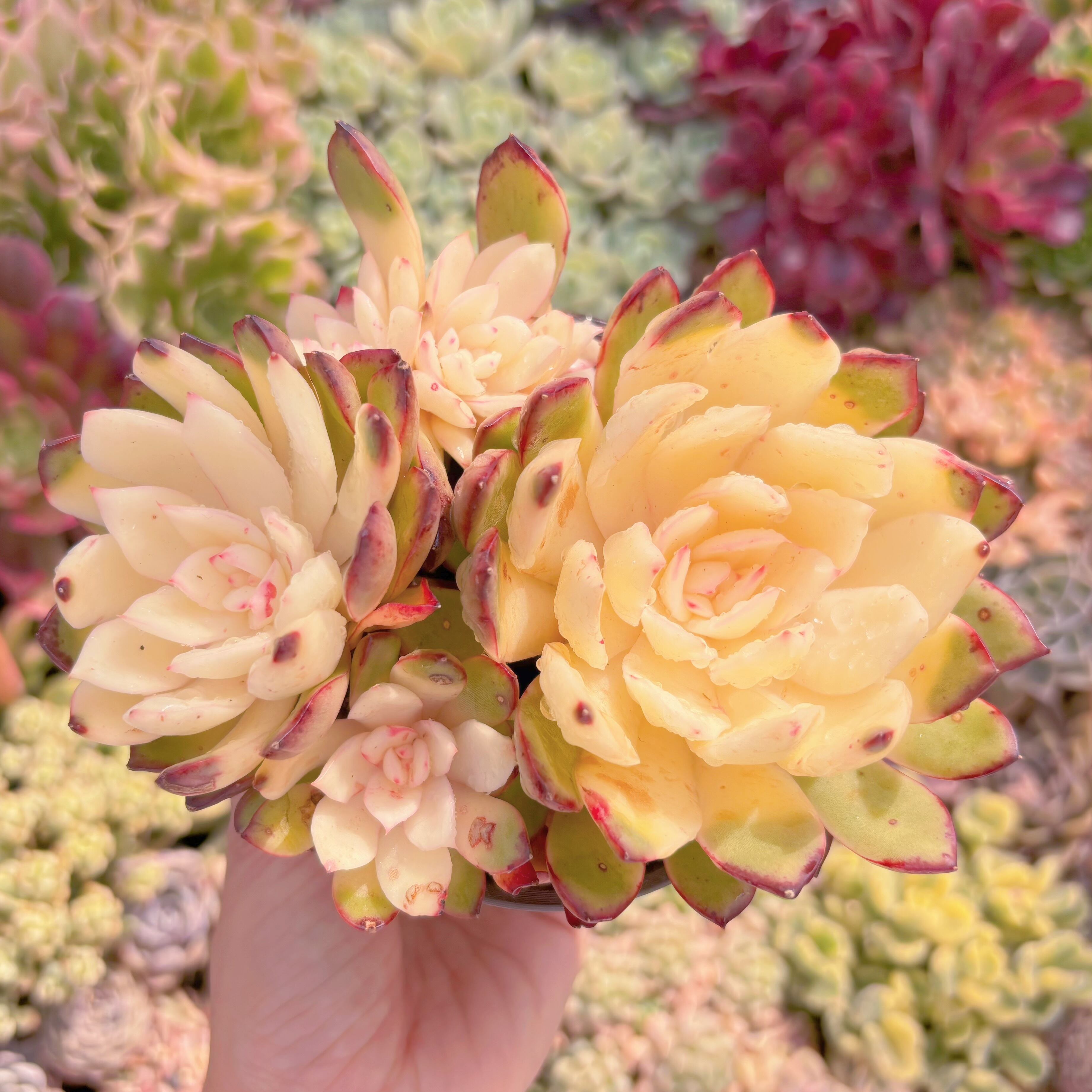 現品　プリリンゼアナ錦#006　大群生　新入荷　るる農園