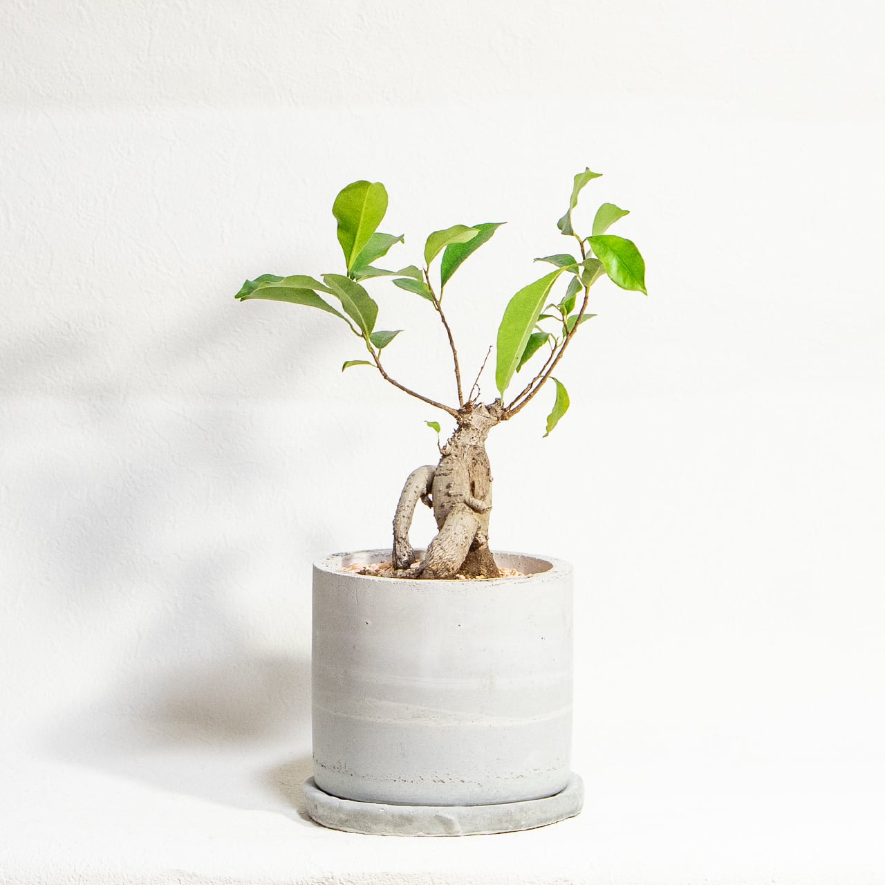 【力強く絡み合う太い根】個性的な樹形のガジュマル。植物を引き立てる無骨な手づくりモルタル鉢。根腐れを防ぐ独自配合の用土を使用|虫発生抑制/全国一律送料850円