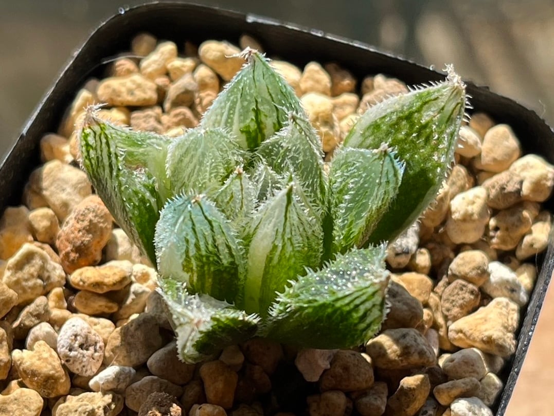 ハオルチア 妖精の雫