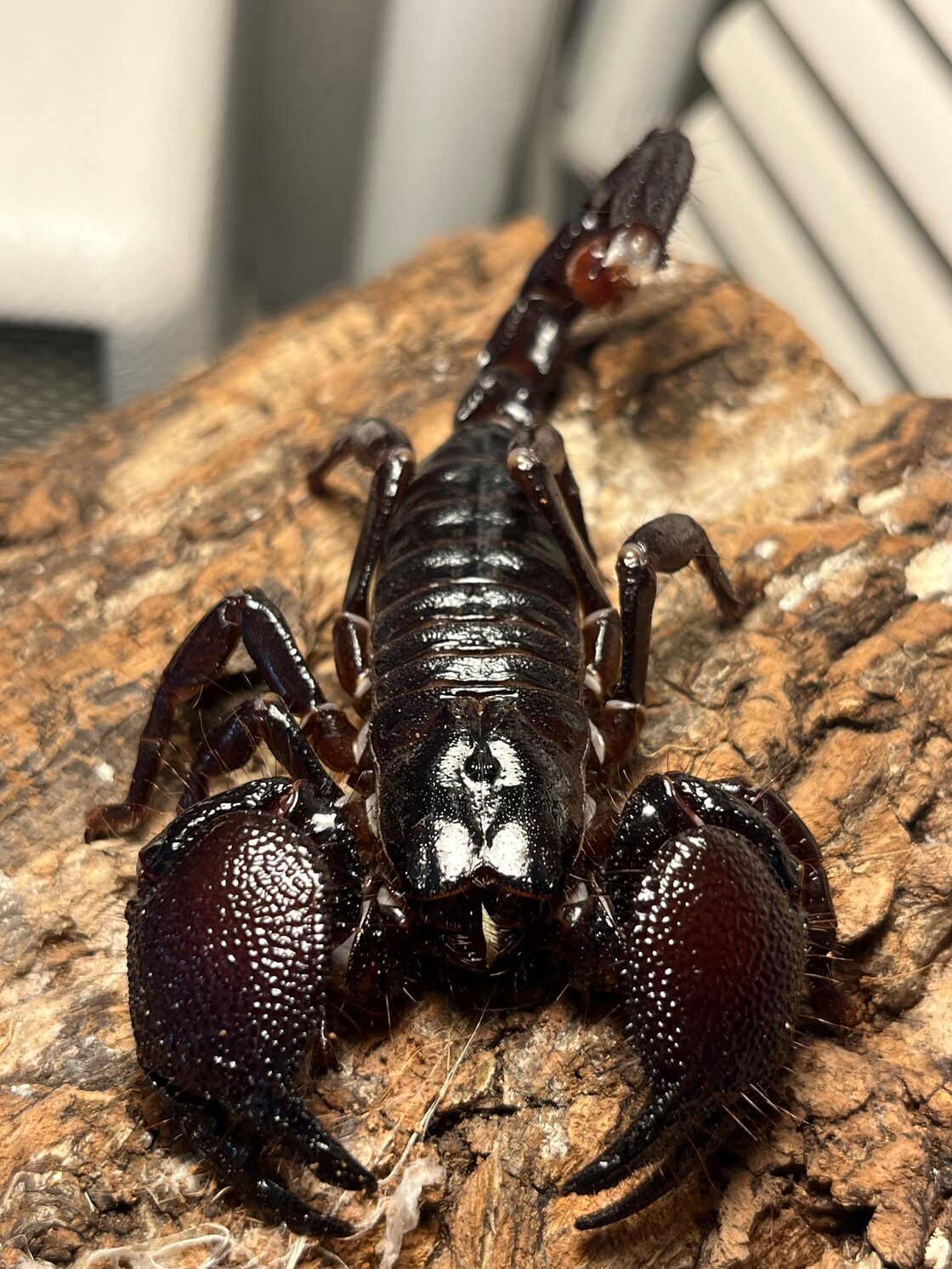 ♀確定】ダイオウサソリ(エンペラースコーピオン) 全長15cm程 ムカデ 