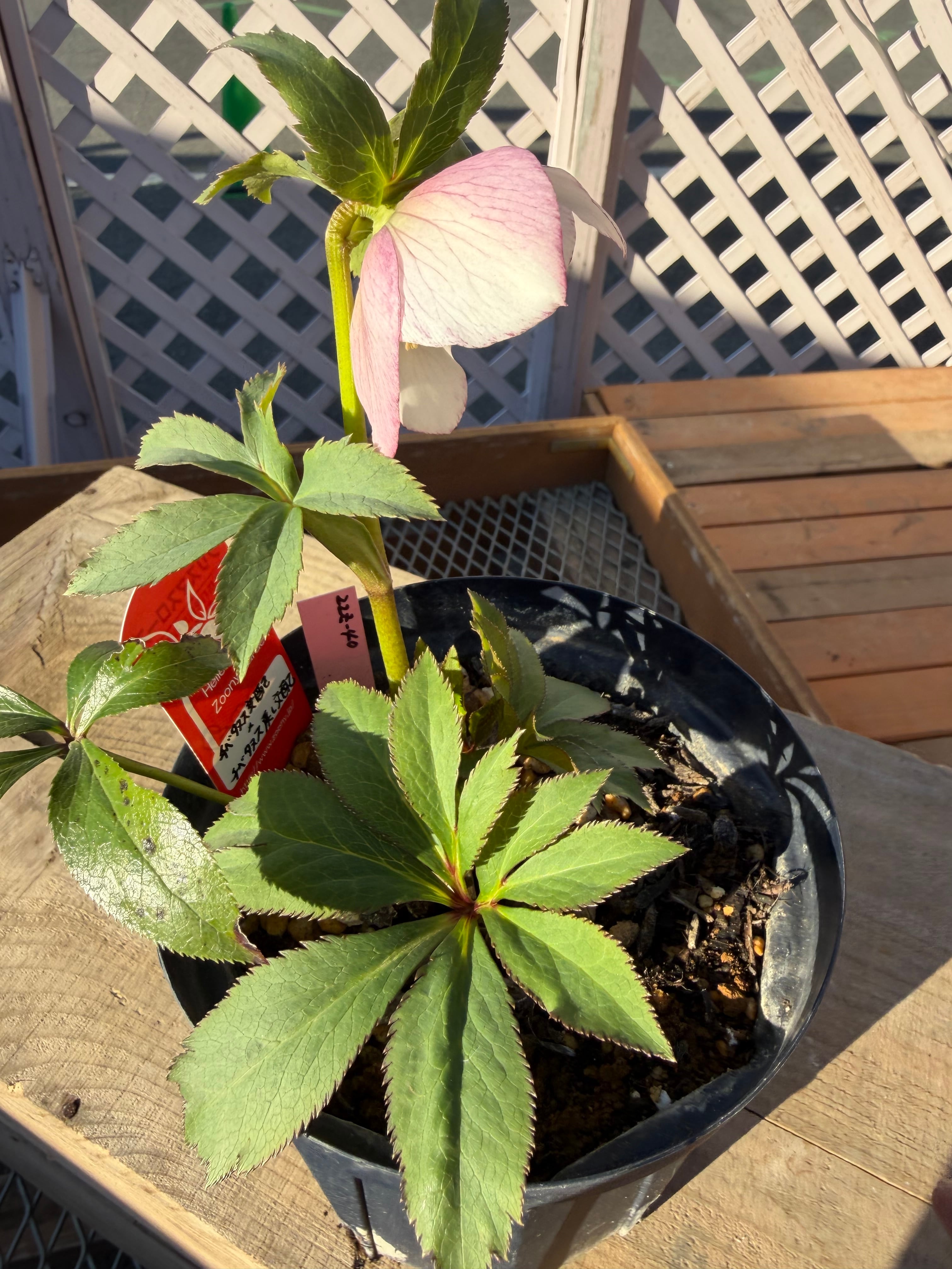 チベタヌス交配×チベタヌス戻し交配 Zoony Garden クリスマスローズ