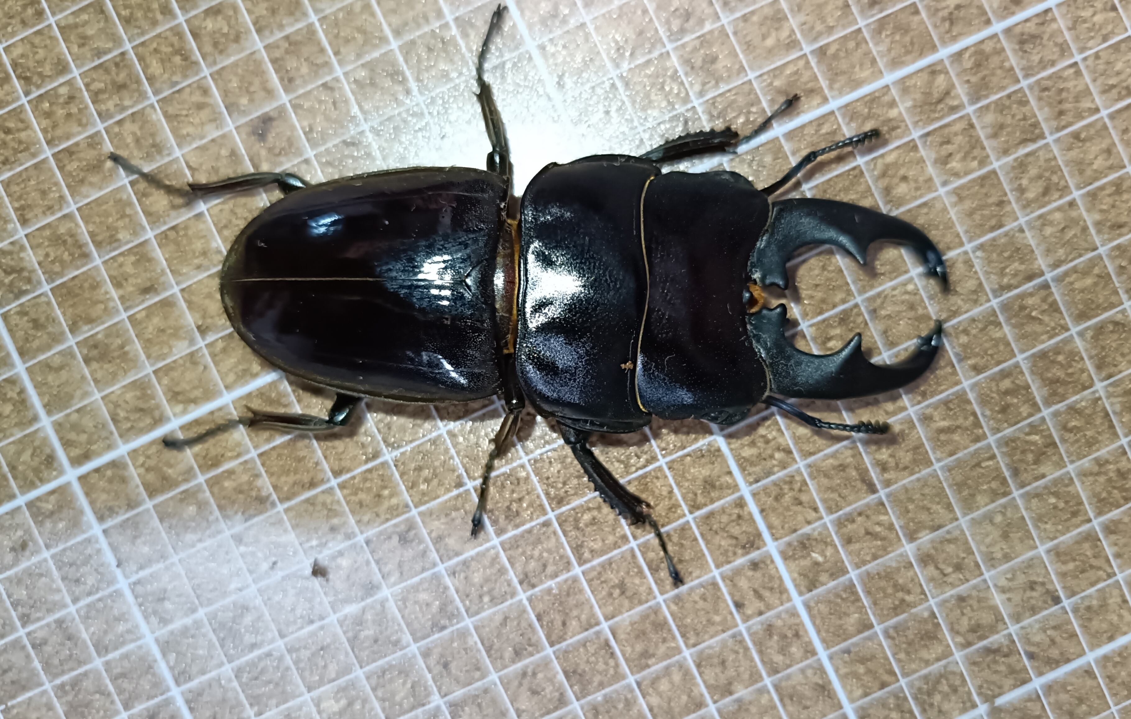 訳あり】ピカール血統 ニジイロクワガタ（レッド系）♂37mmペア-2