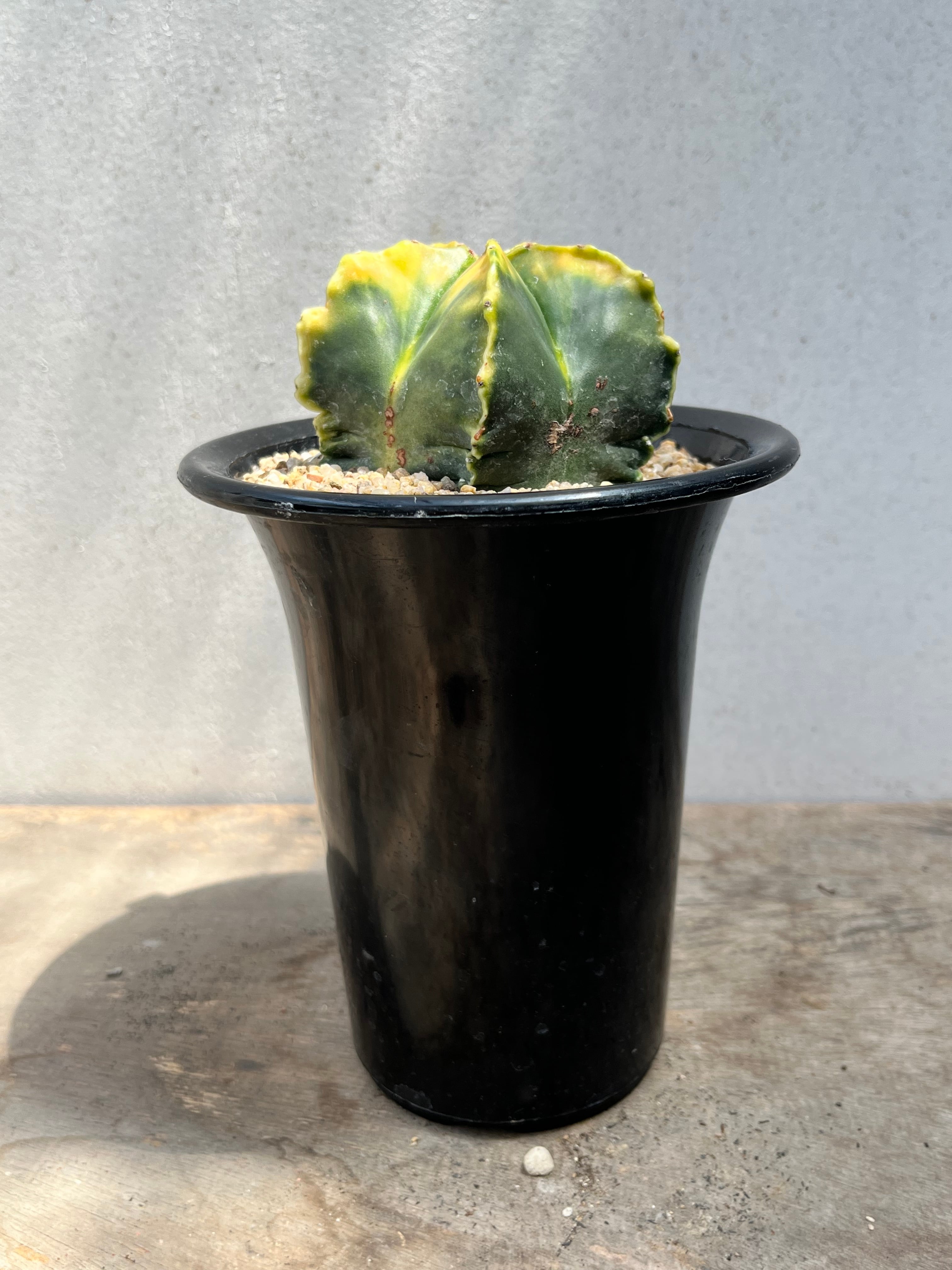 特選紅葉ヘキラン　古木　木質化アストロフィツム　ランポー Astrophytum myriostigma アストロフィツム 紅葉ヘキラン 紅葉碧瑠璃