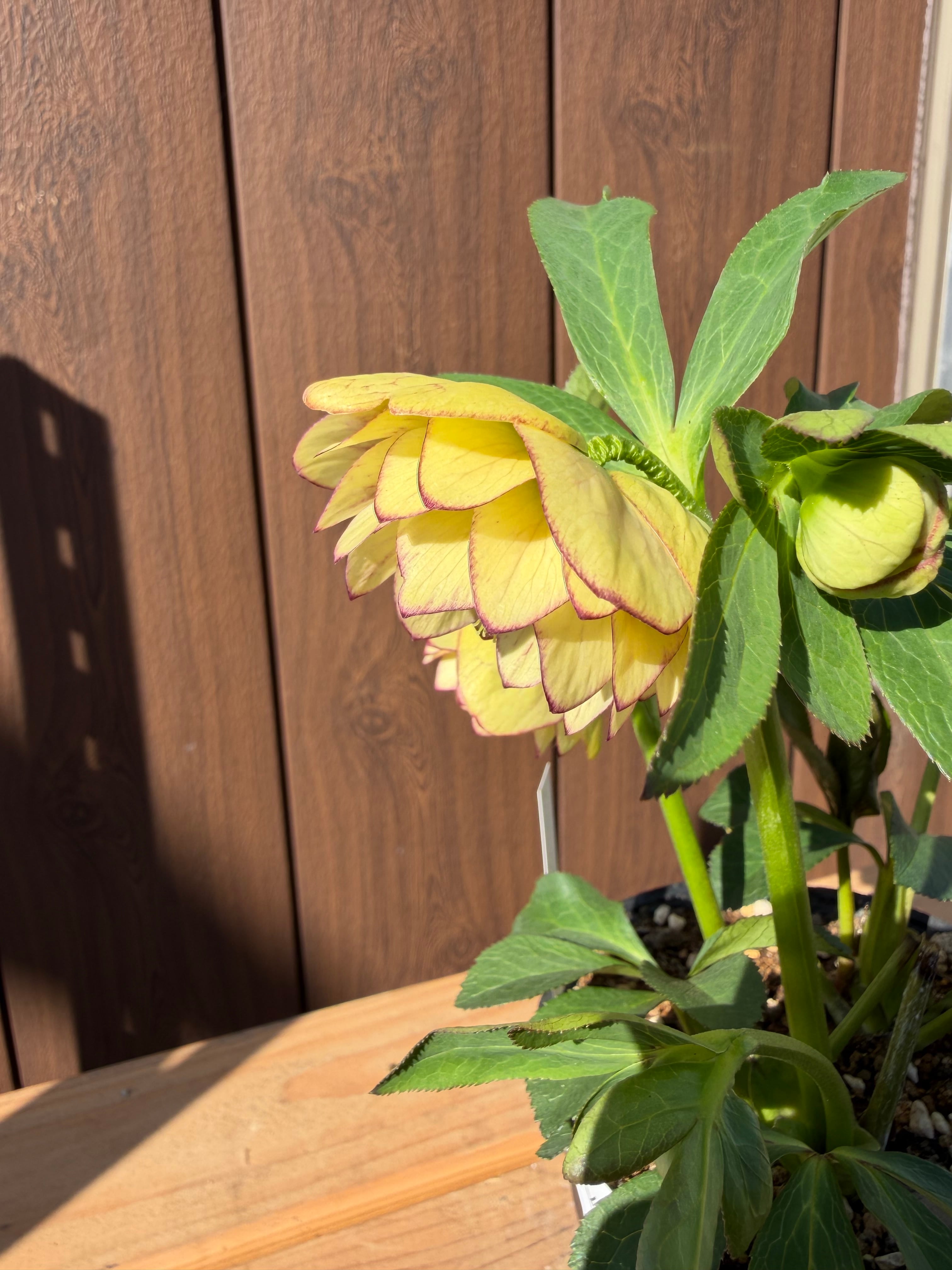 グロッシーカラー☆イエロープリマ系 加藤農園 クリスマスローズ