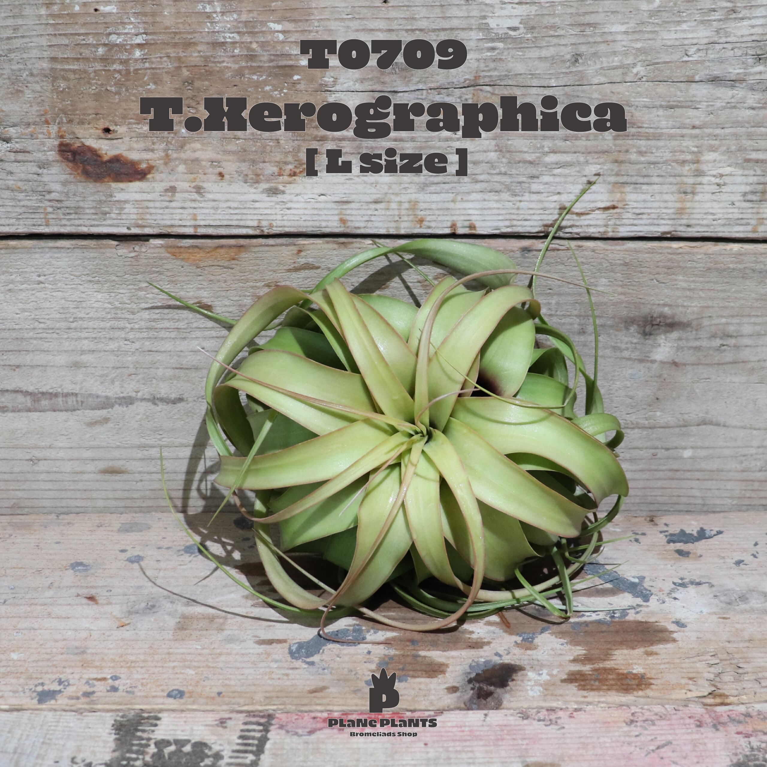 【送料無料】キセログラフィカ L〔エアプランツ〕現品発送T0709