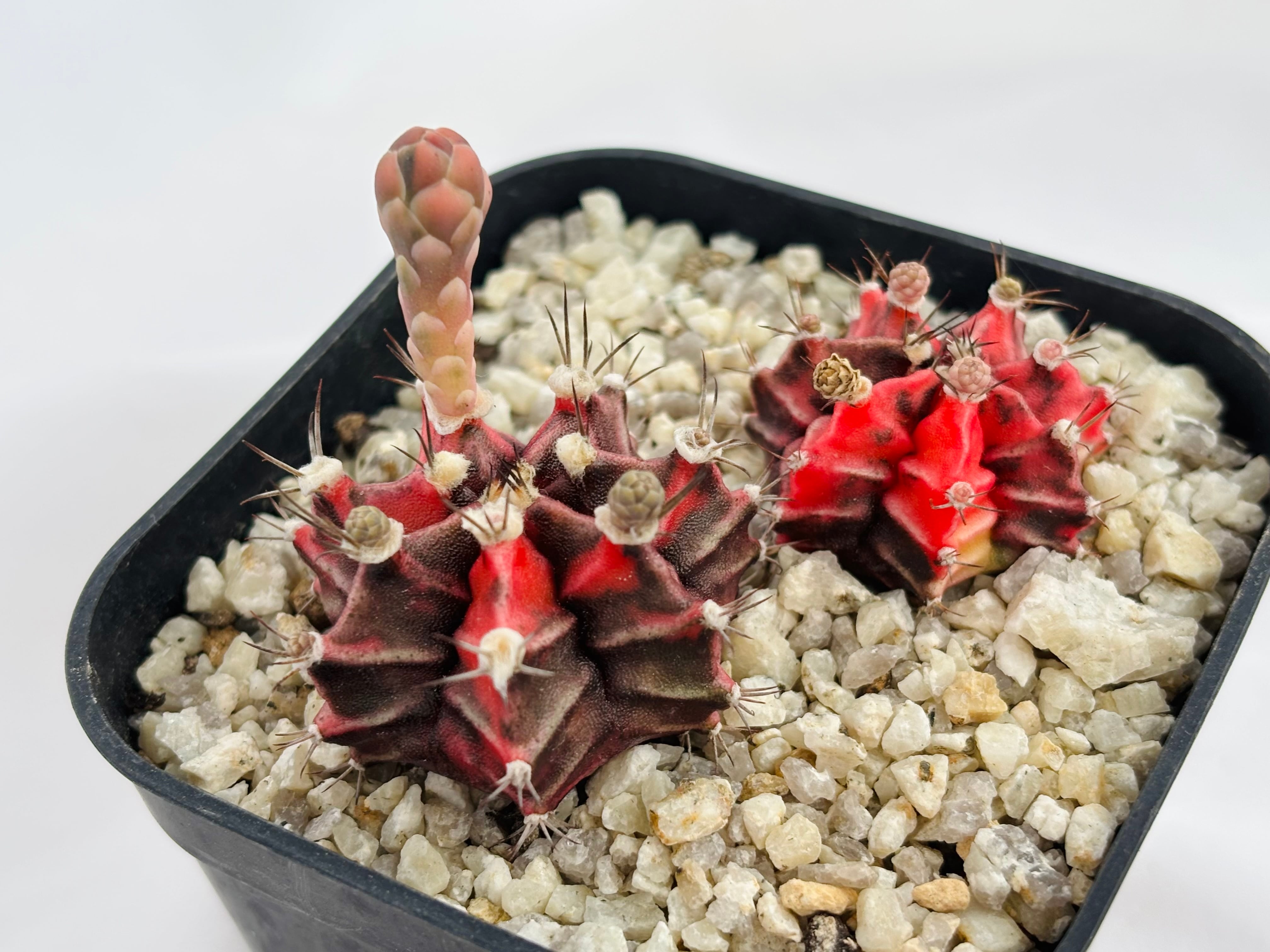 Gymnocalycium mihanovichii 緋牡丹錦 サボテン | plants MARU