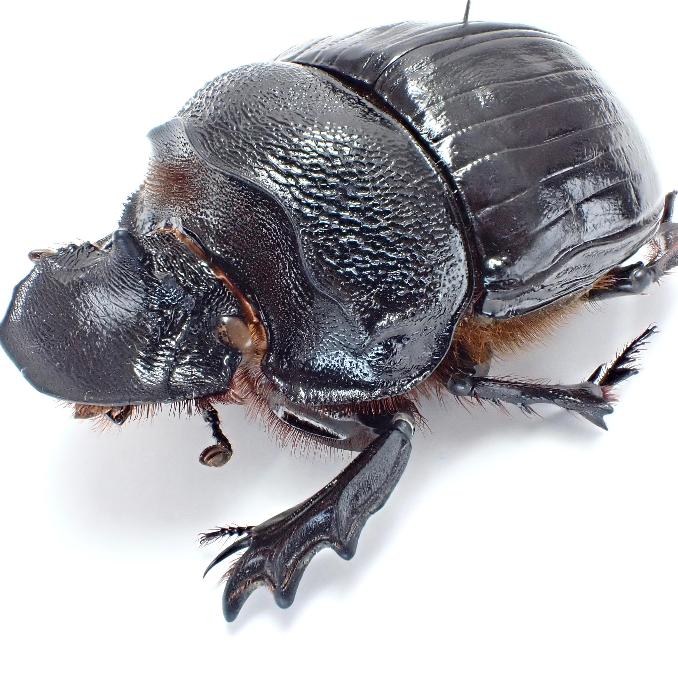 タイ産 Heliocopris dominus ♂♀ 63mm/63mm | 昆虫標本 Diggers & Rollers