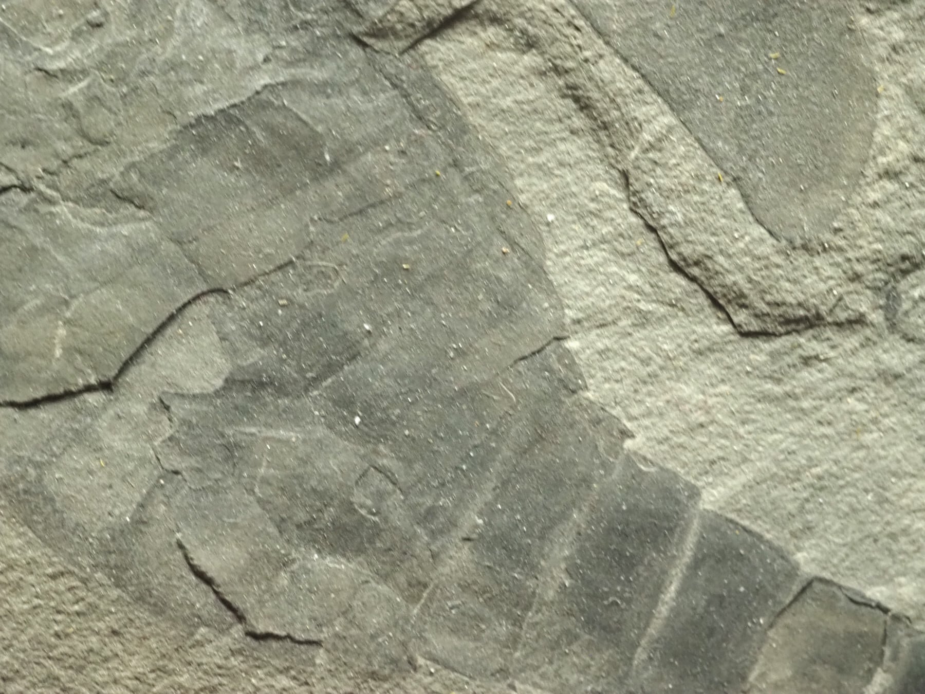 極上！ウミサソリの化石【Eurypterus remipes】【342g】アメリカ