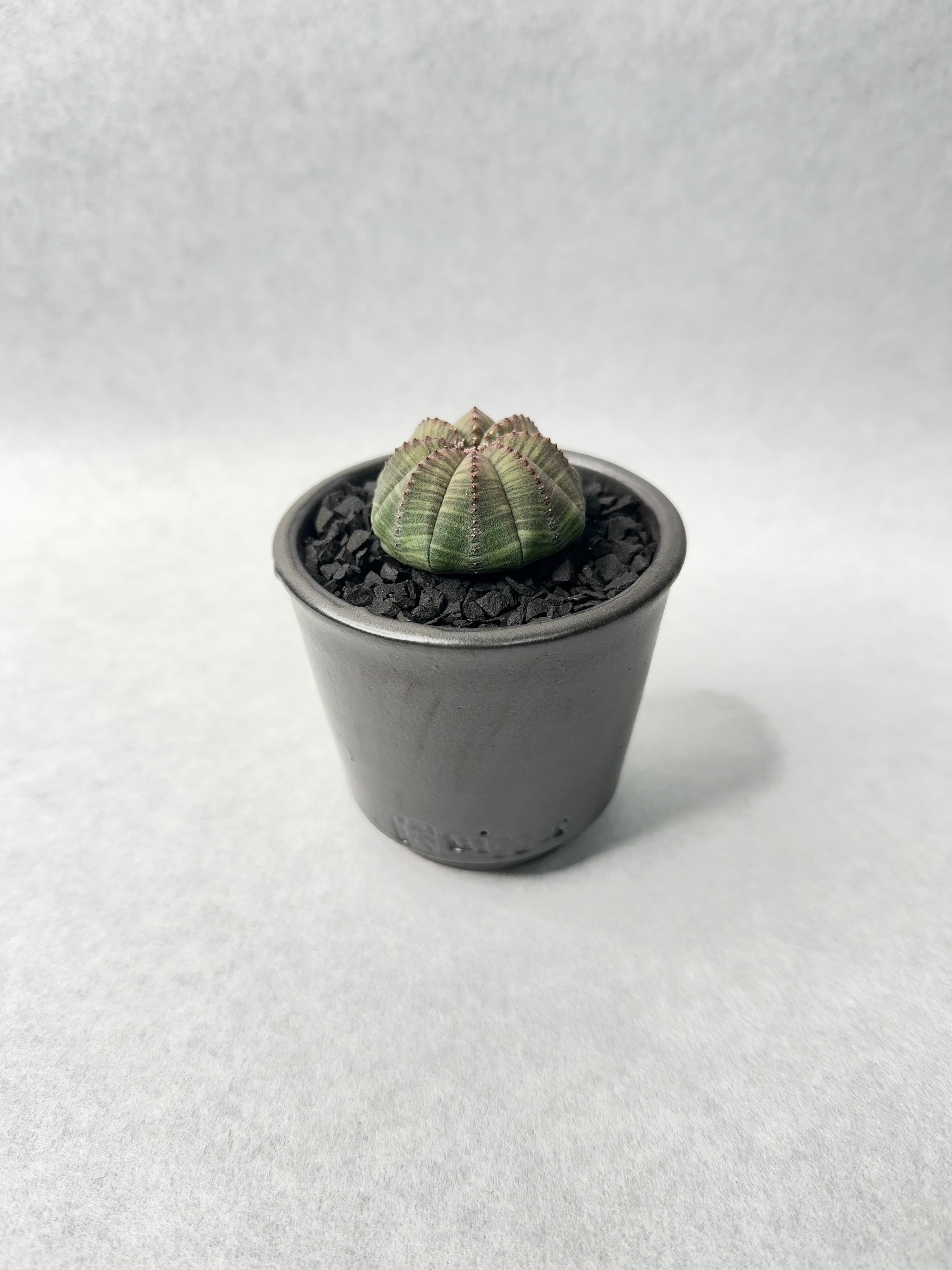 20.ユーフォルビア・オベサ | trigger