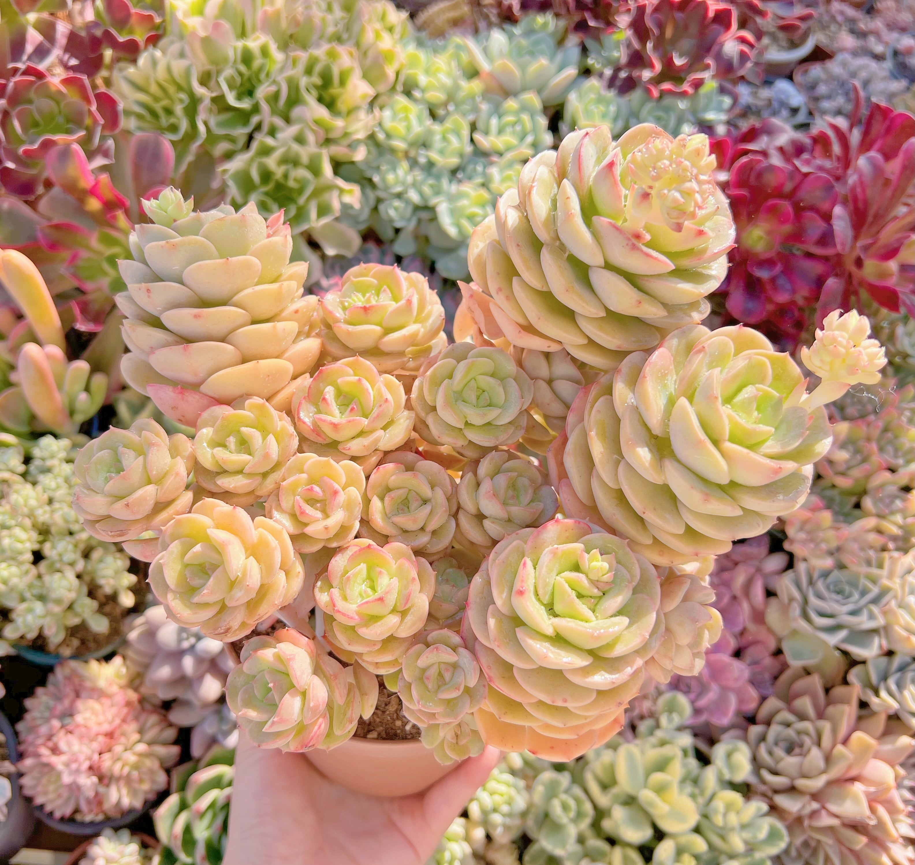 現品　Echeveria semnan#611　特大群生25cm　新入荷