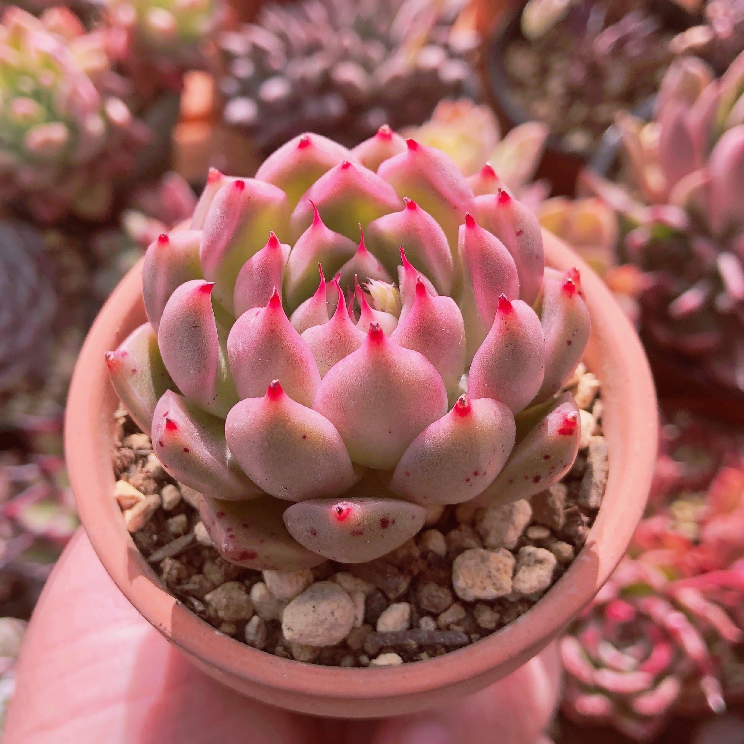 多肉植物　アイラッシュ　