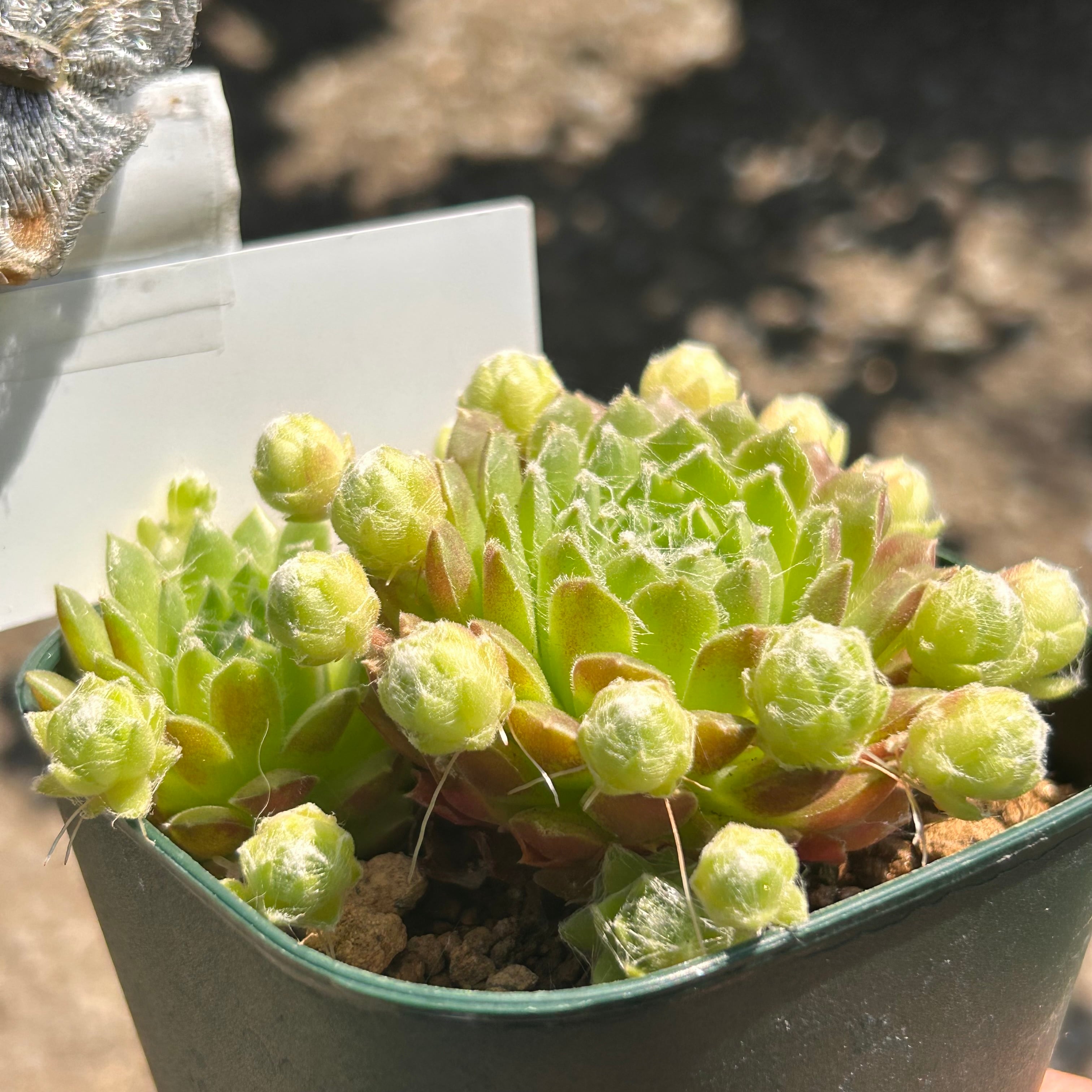 センペルSP | RuPo 多肉植物専門店