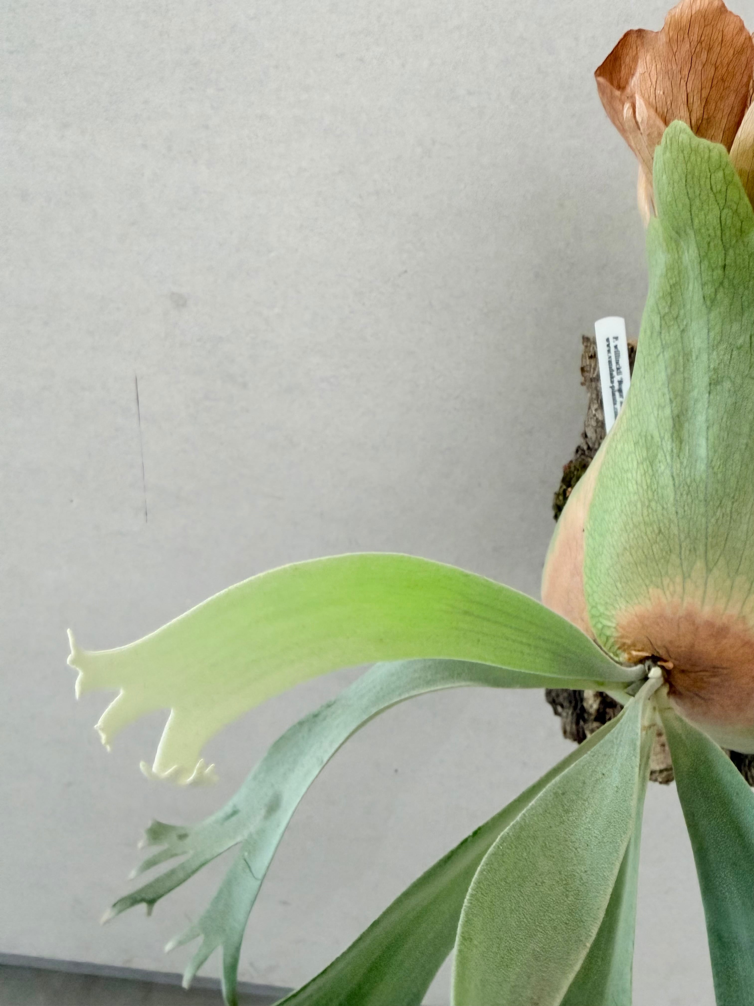 P. Willinckii 'Bogor Mr. Suddan' ビカクシダ ウィリンキー 'ボゴール