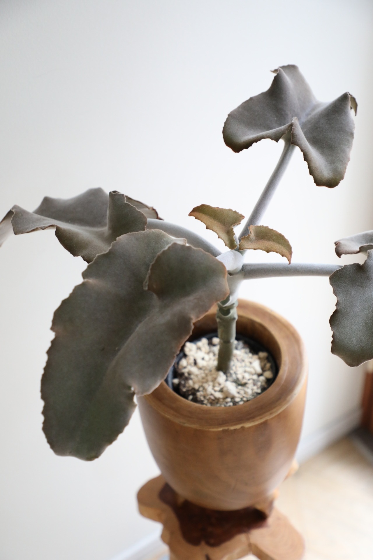 【M】カランコエ ベハレンシス/Kalanchoe behalensis