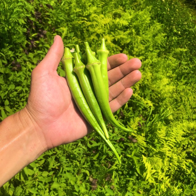 季節の野菜セット(S)