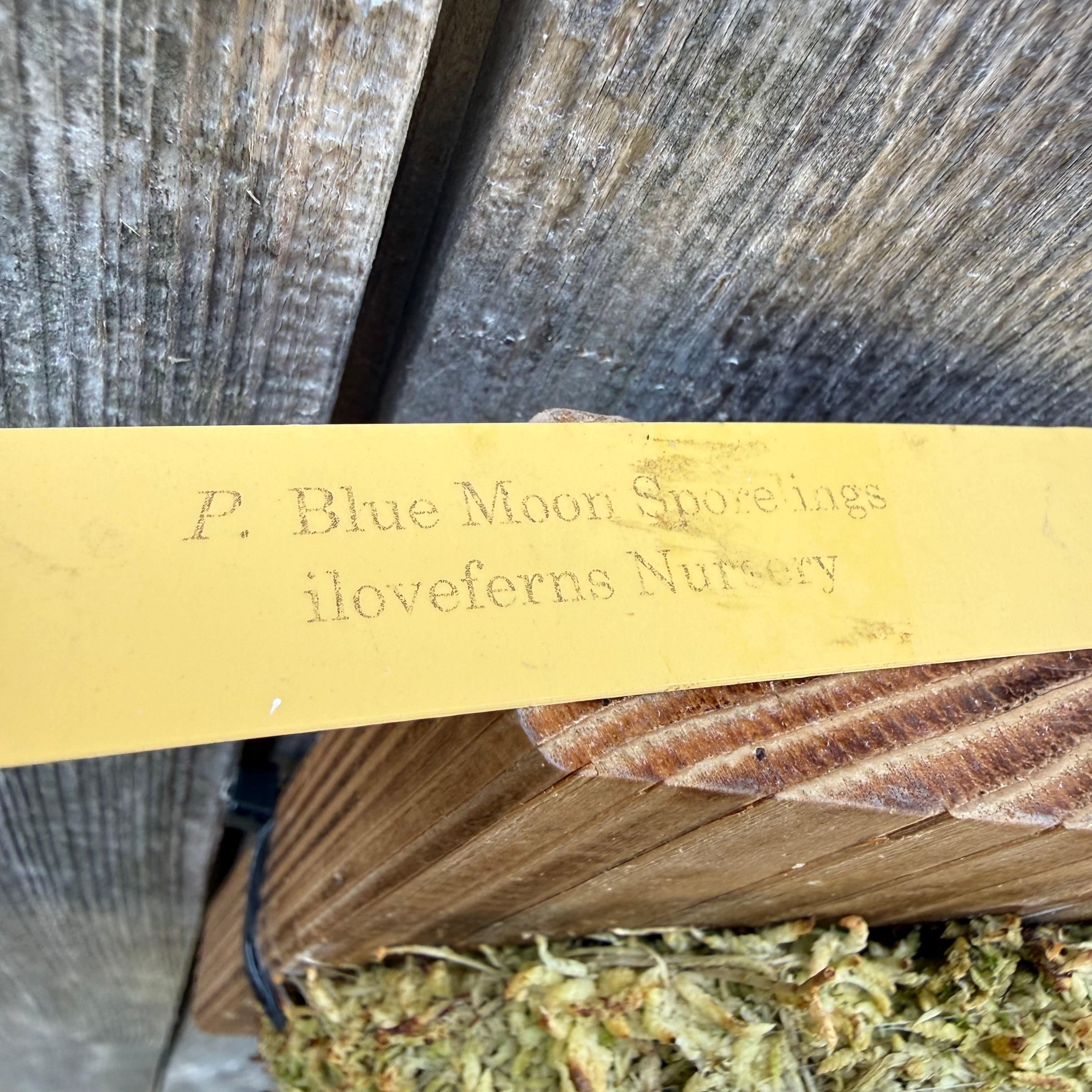 P. Blue Moon sporelings | naturefix