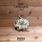 【送料無料】キセログラフィカ S〔エアプランツ〕現品発送T3097