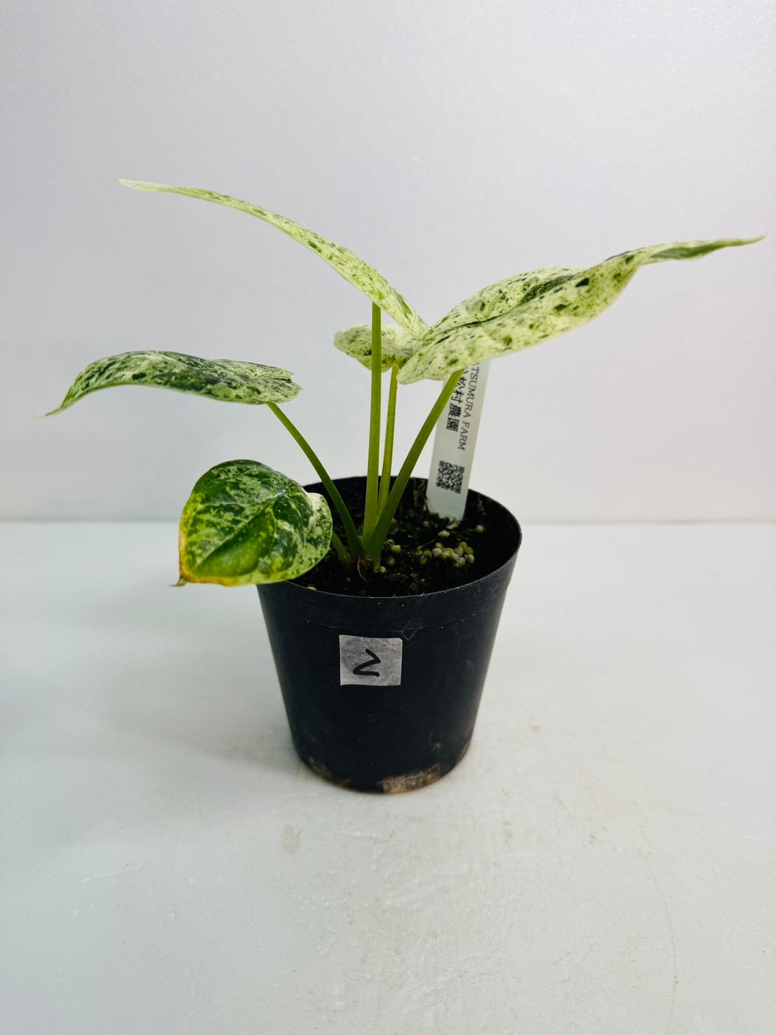 アロカシア・ドラゴンスケールミントバリエガータ 3号 | 観葉植物と