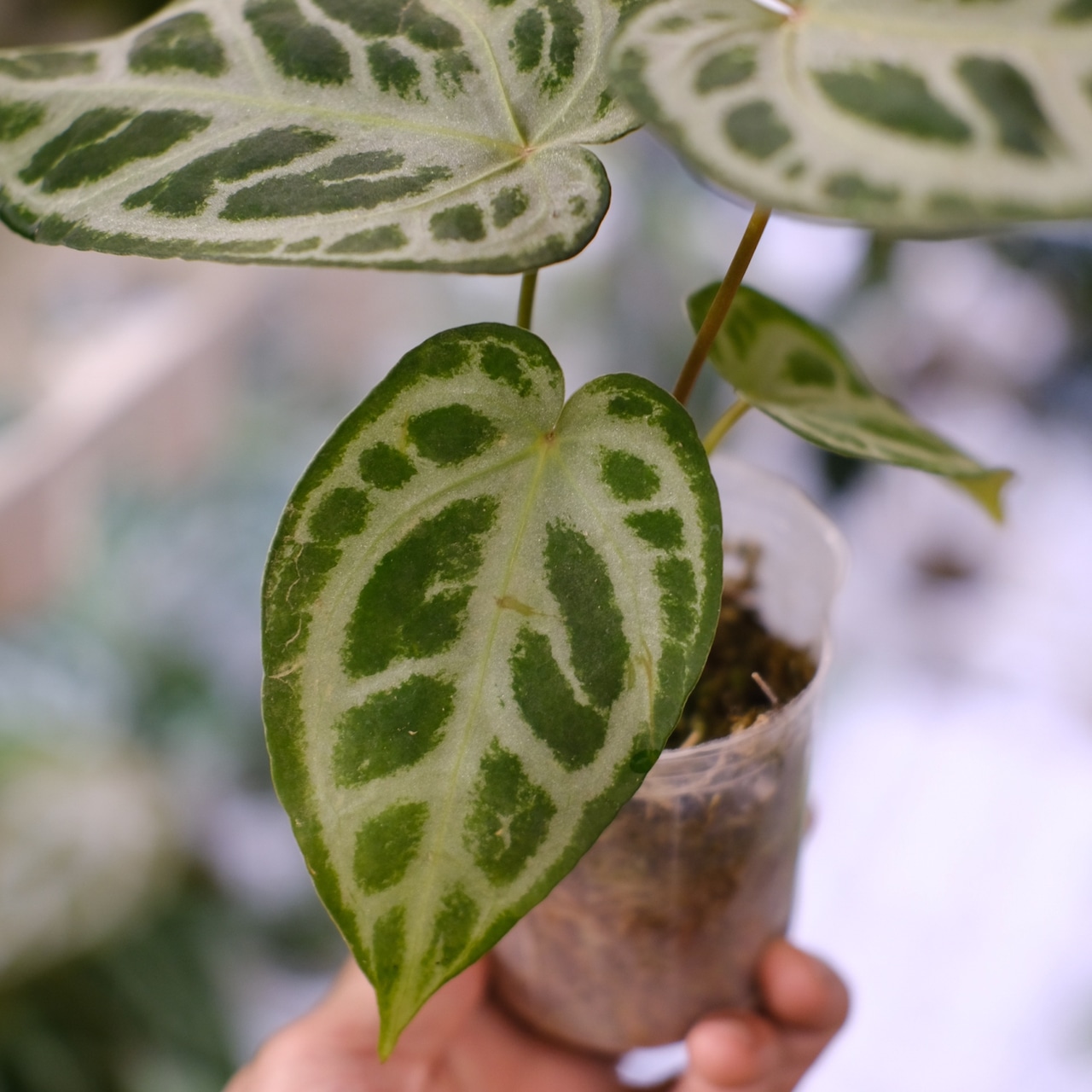 Red Crystallinum × Silver Blush / アンスリウム・レッド クリスタリナム × シルバーブッシュ②