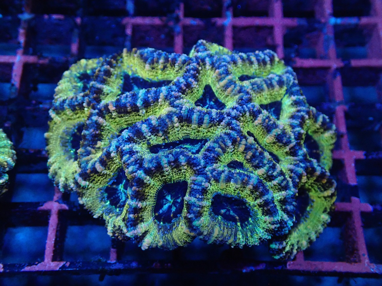 Lordhowensis PremiumRainbow 5