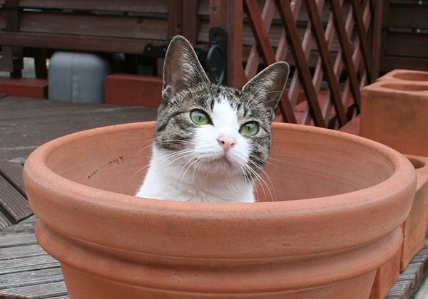 猫 ポストカード The Cat who....壺猫 10x14.8センチ(cm)官製はがきサイズ 猫写真 はがき ねこ葉書 ネコハガキ Postcard アイとちび ジェリー