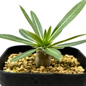 パキポディウム　恵比寿大黒×タッキー【002】