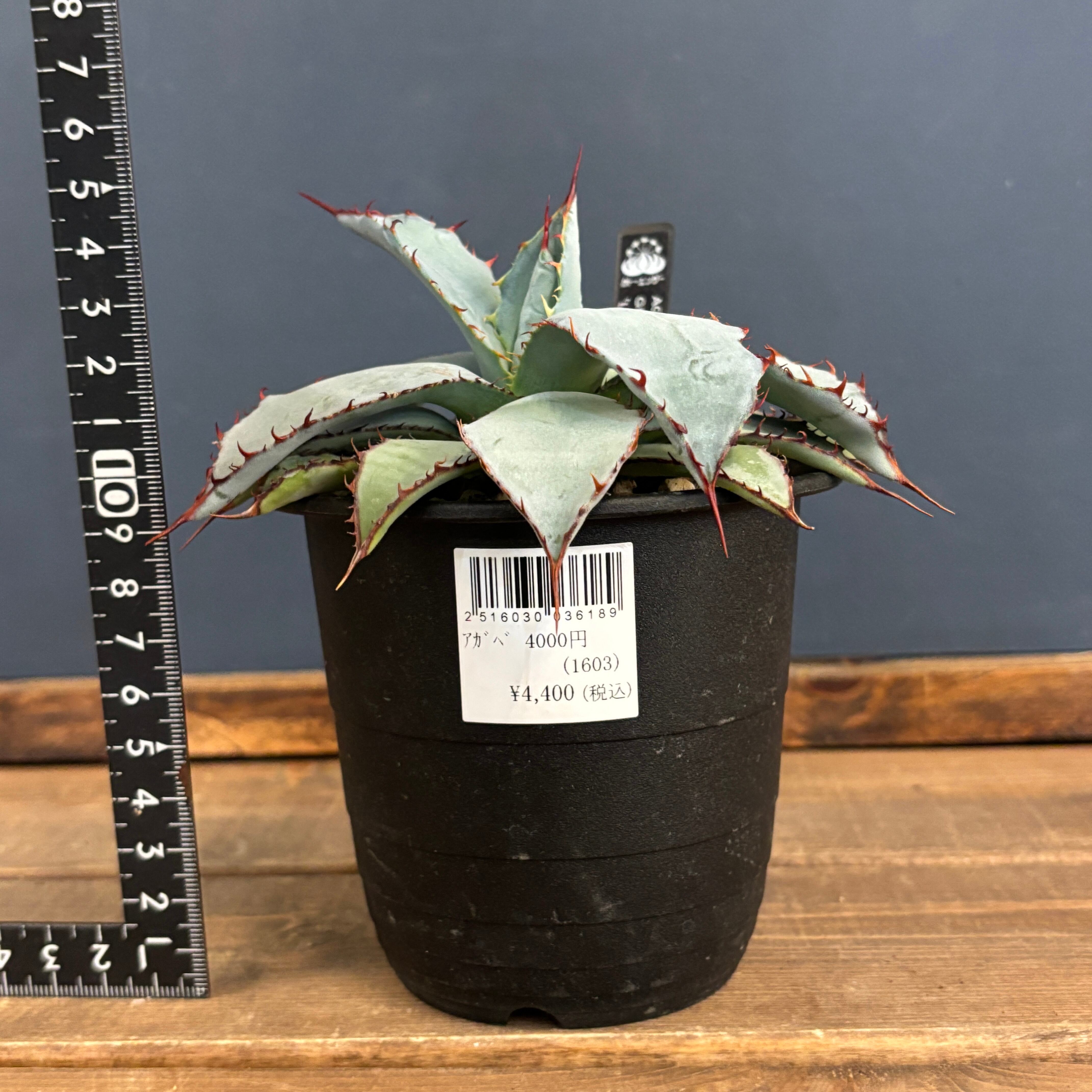 アガベ グアダラハラナ レオン【349】 | PROTOLEAF プロトリーフ