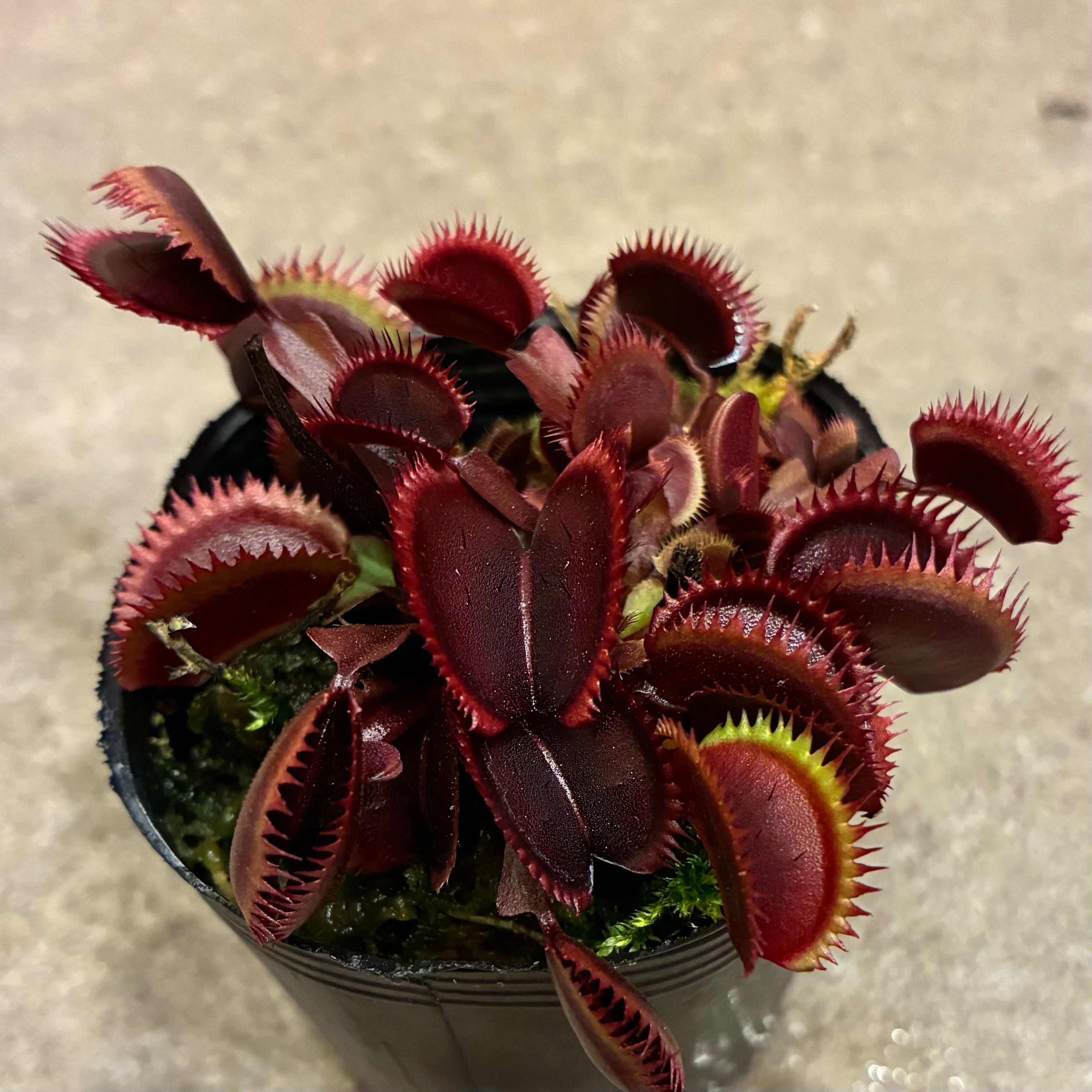 貝標本　Euhadra grata emurai sp赤茶色特殊個体レア個体 ハエトリソウ レッドピラニア Dionaea muscipula Red piranha | G