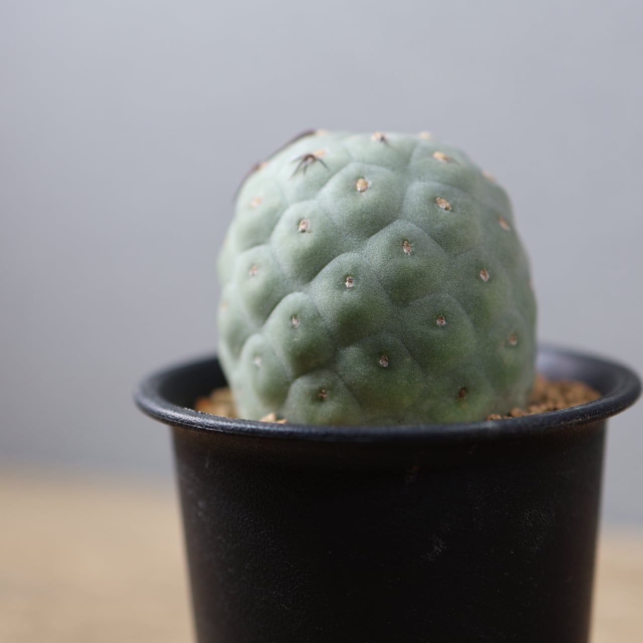 ピンクウィッチ 太幹 多頭 多肉植物 アエオニウム 美苗 #282 3 | PAY ID