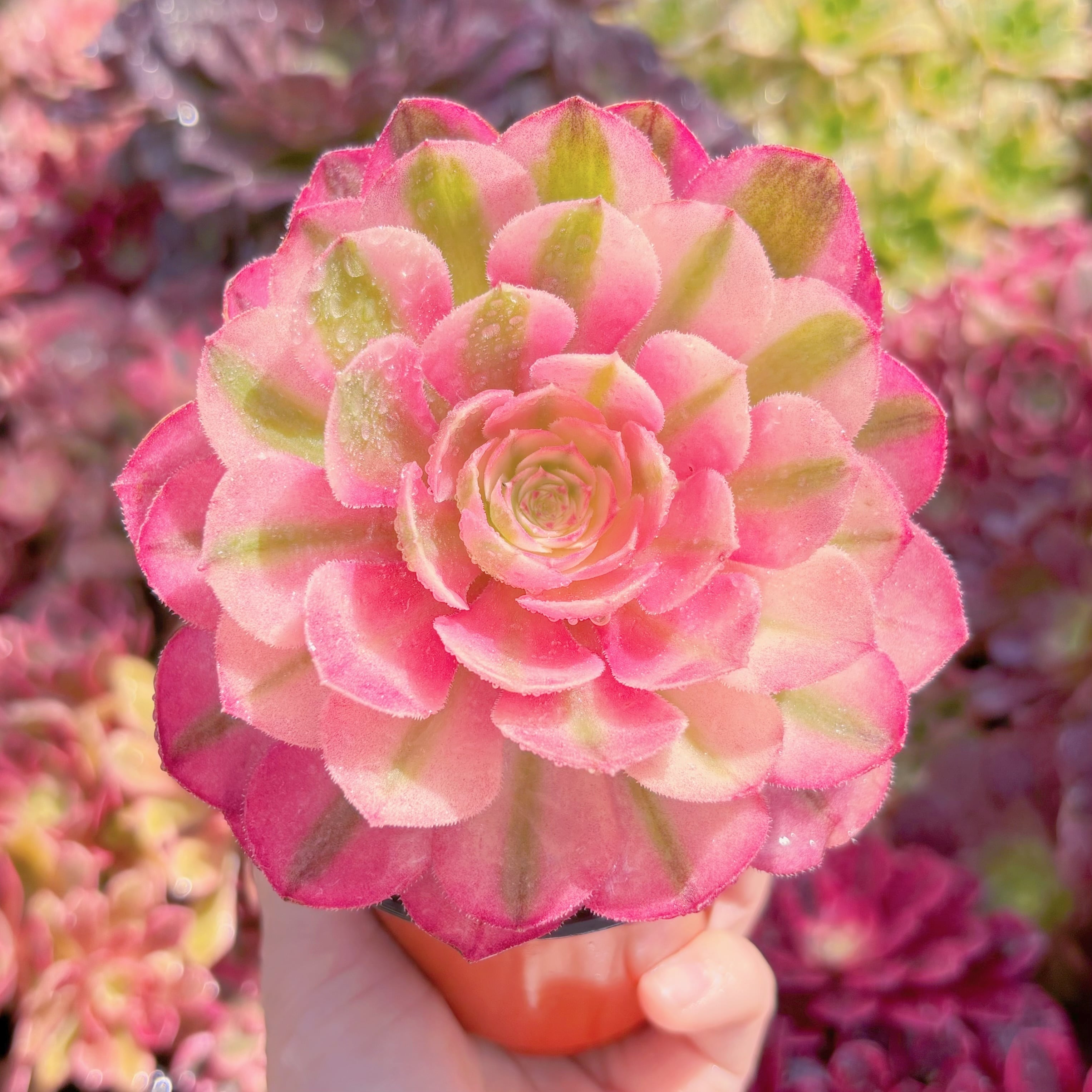 多肉植物　ライチ高錦　群生　新入荷　るる農園