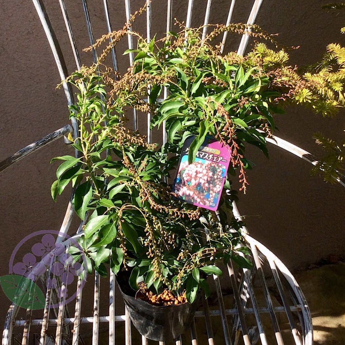 フロックス テキーラサンライズ | ガーデニングキララ オンラインショップ