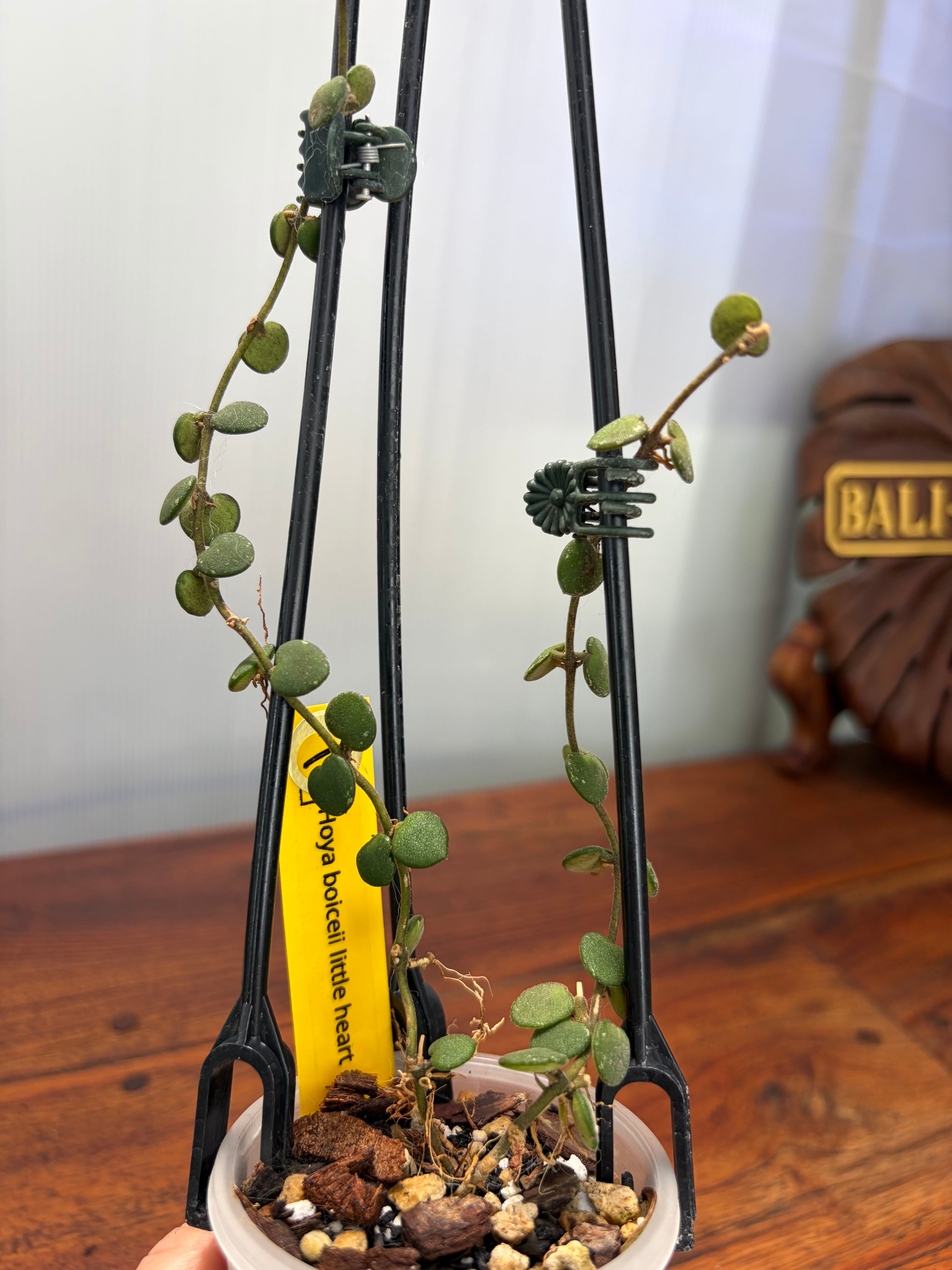 Hoya | BALI-AN 園芸