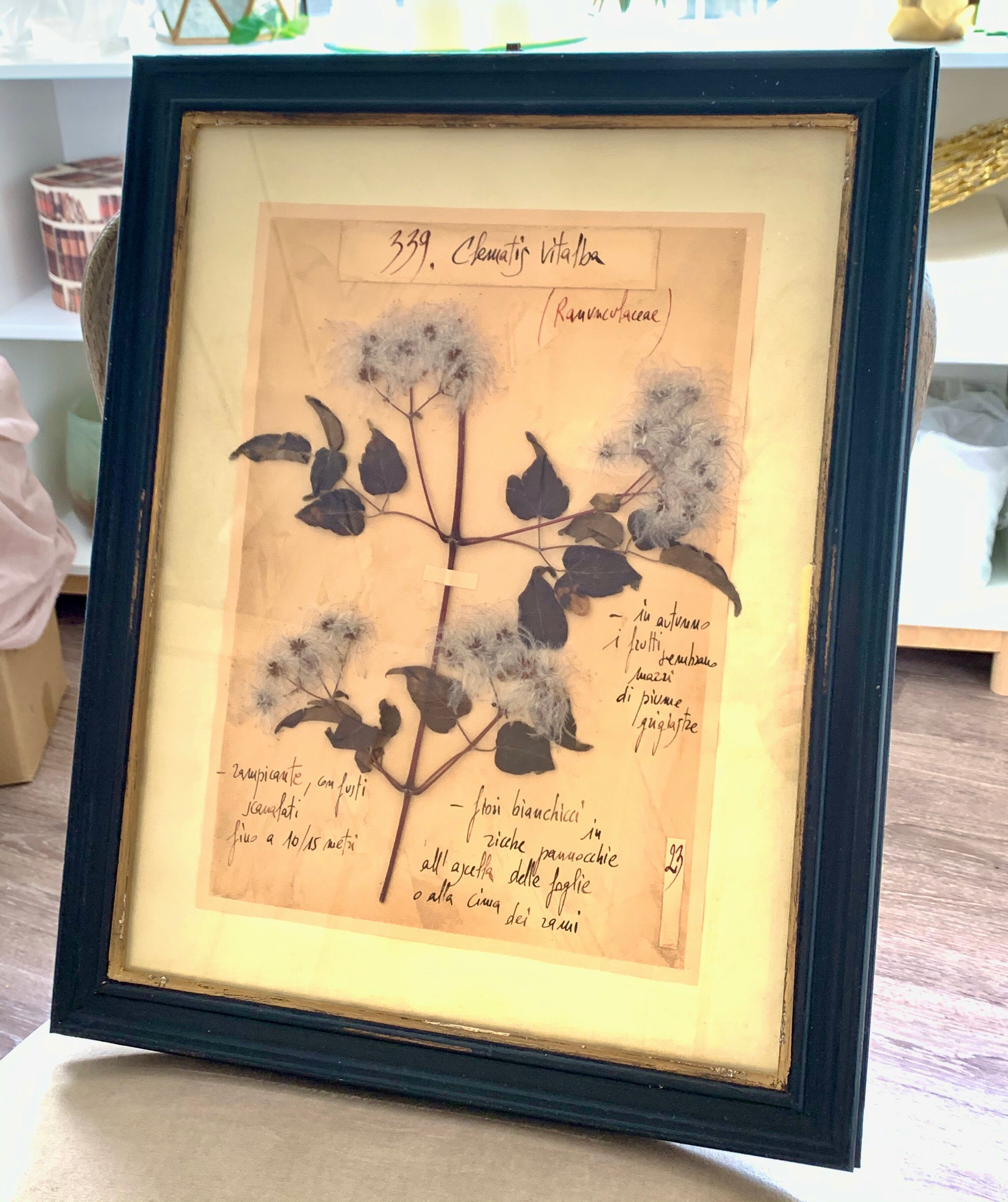 専用ページ　エーデルワイス額縁① ②ハーバリウム （植物標本）アートフレーム2個 f3efa56fb55644d42e86df5782b369