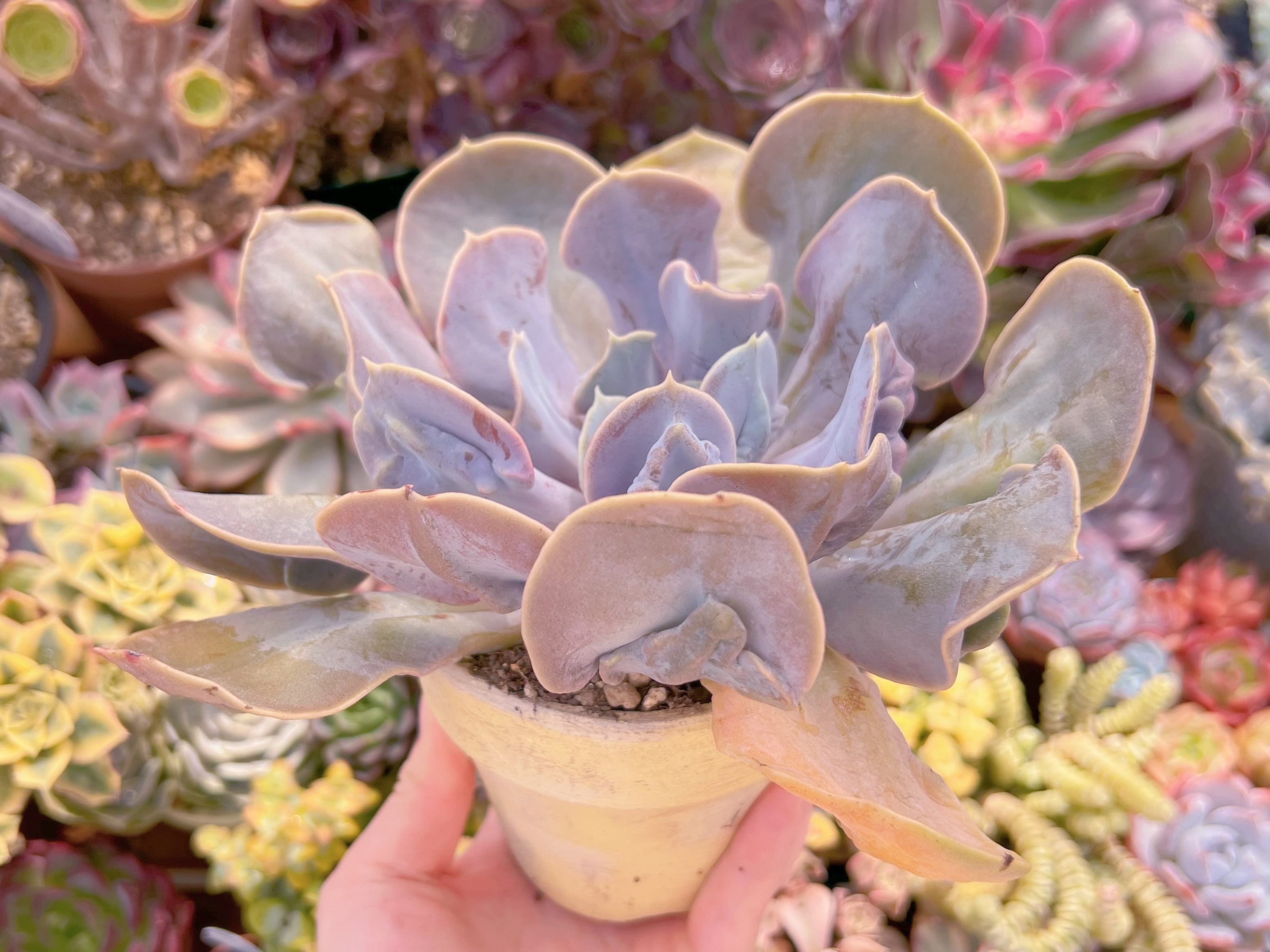 現品 ヴァルキリーエトランペット#2160 大苗 るる農園 | るる農園~多肉