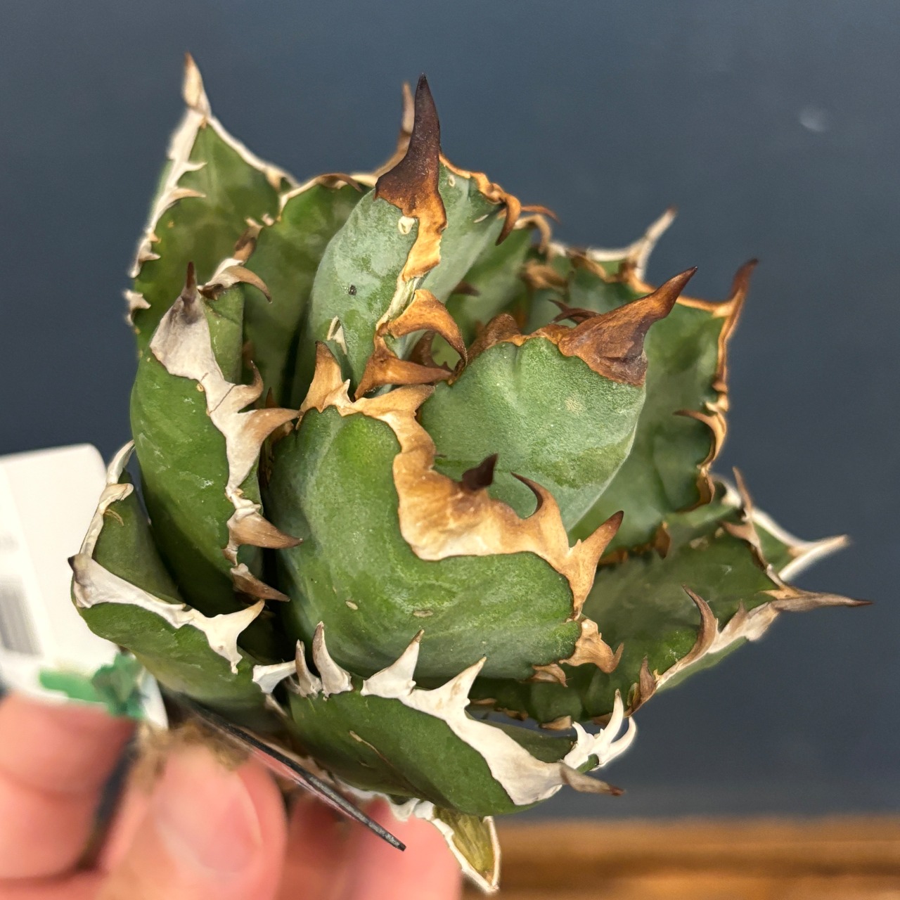 アガベ チタノタ レッドヴェノム(レッドベノム)【196】