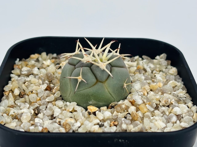 Coriyphantha poselgeriana コリファンタ 大祥冠 サボテン