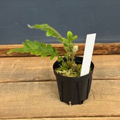 【伊藤蟻】Pleopeltis bombycina【803】