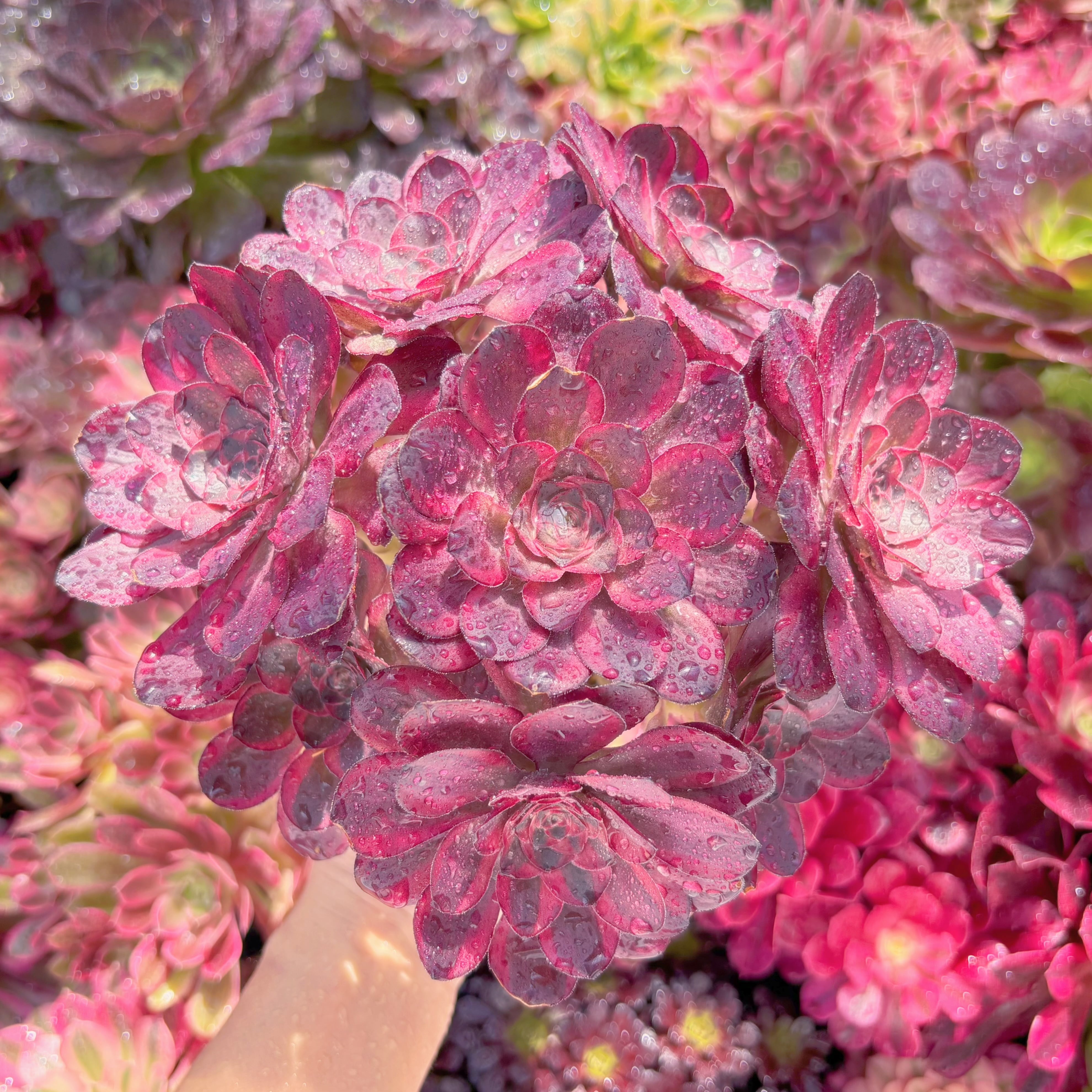 多肉植物　魅金ローズ錦　群生　新入荷　るる農園