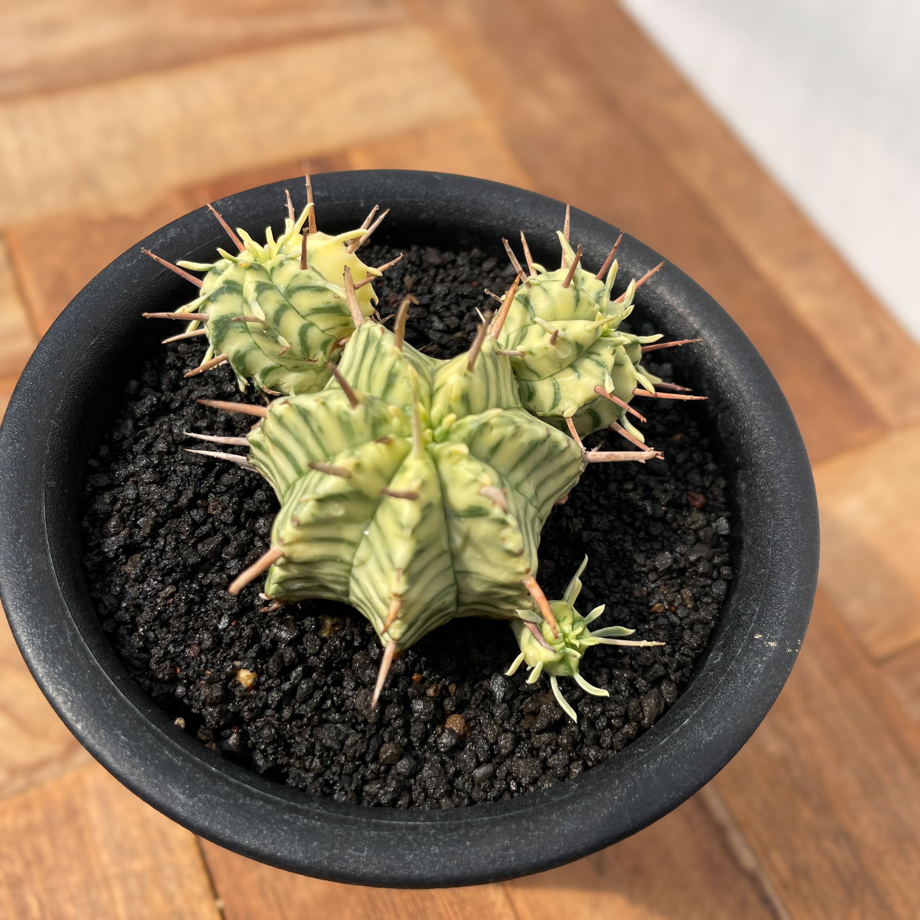 Euphorbia meloformis f.variegata【ユーフォルビア・メロフォルミス錦