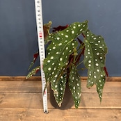 ベゴニア マクラータ【377】