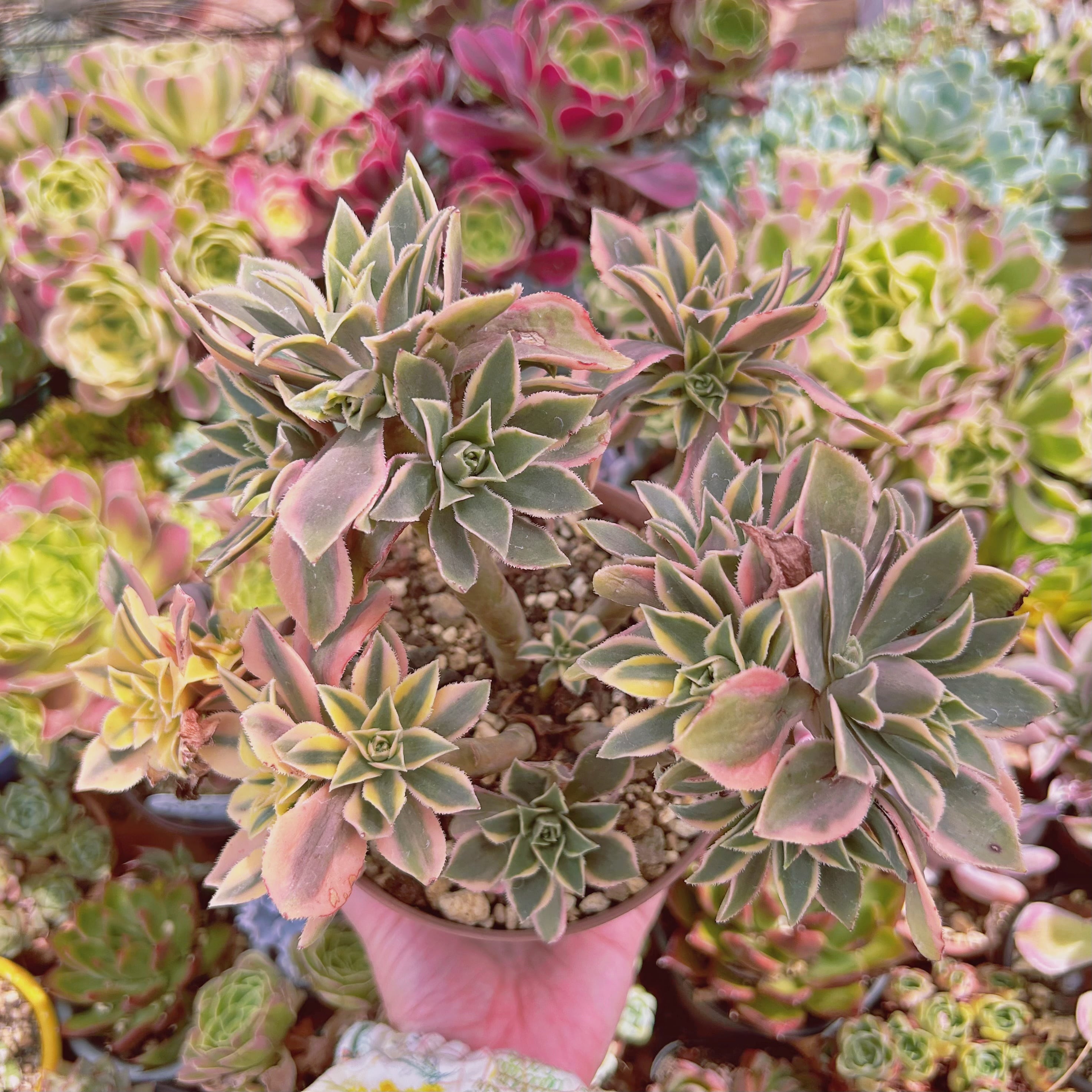 #542現物　多肉植物　鳳凰覆輪錦　特大