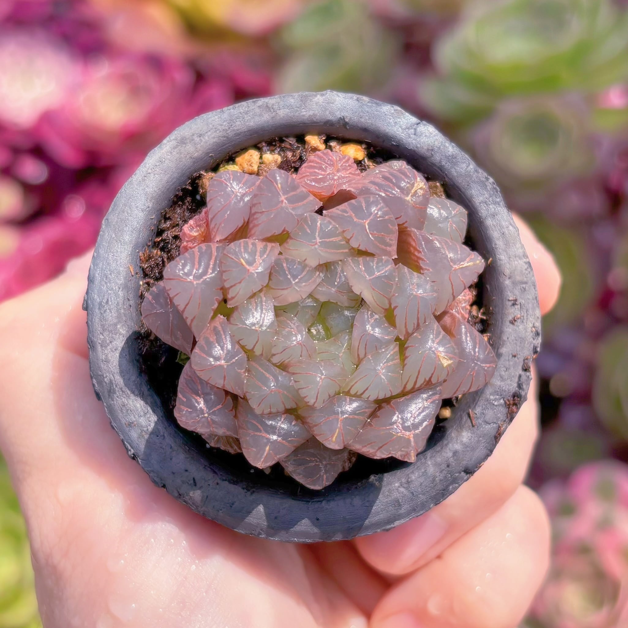 多肉植物　海ぶどう(オブツーサ)　新入荷　るる農園