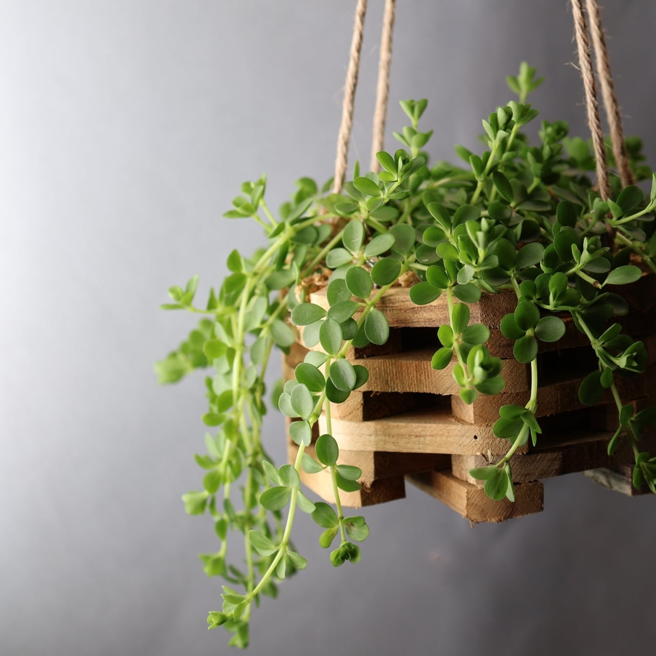 344 ころんとした葉が可愛い『ペペロミア デピーナ Peperomia deppeana