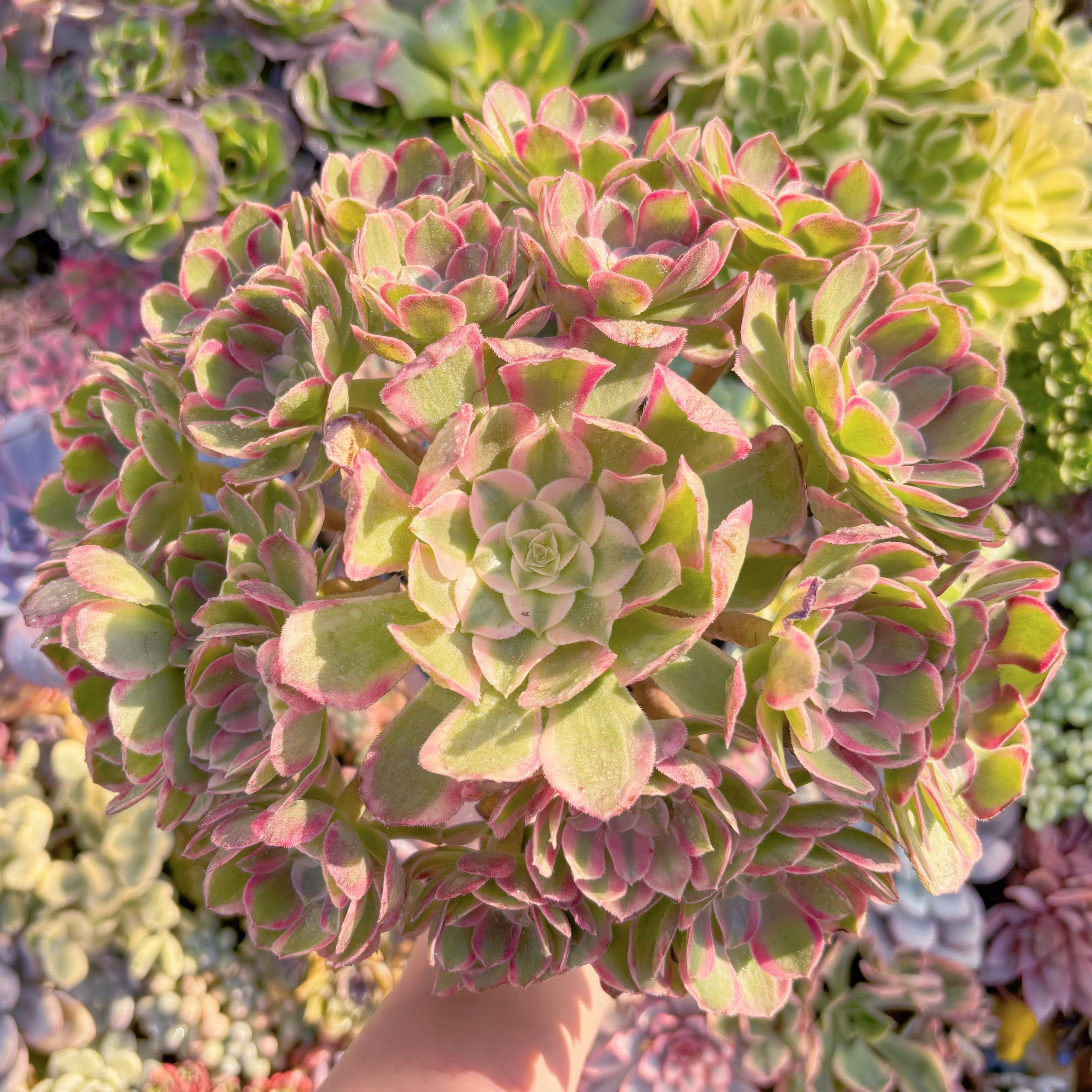 現品　孔雀の羽#K019　特特特大群生　理想的な株姿　在庫僅少　新入荷　るる農園