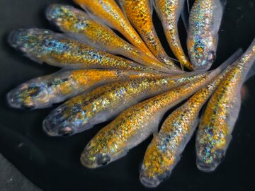 成魚 レックウザ メダカ 10匹＋α | PAY ID